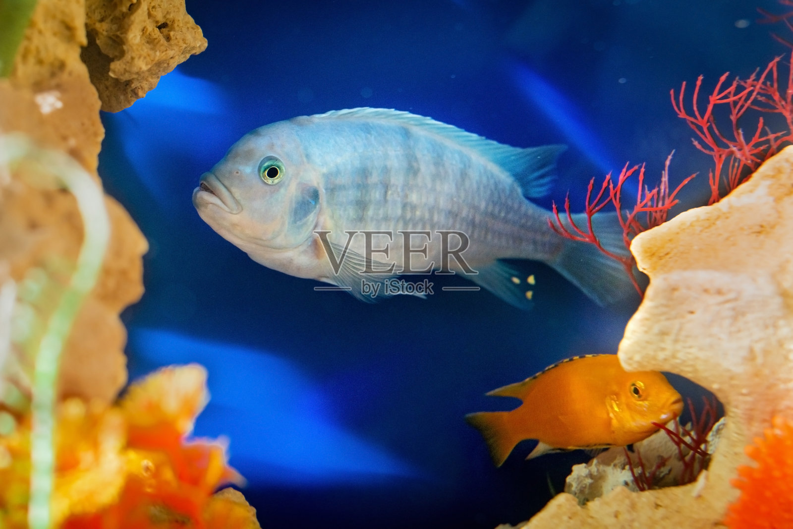 巨大的蓝色水族箱鱼在珊瑚的背景下游动照片摄影图片