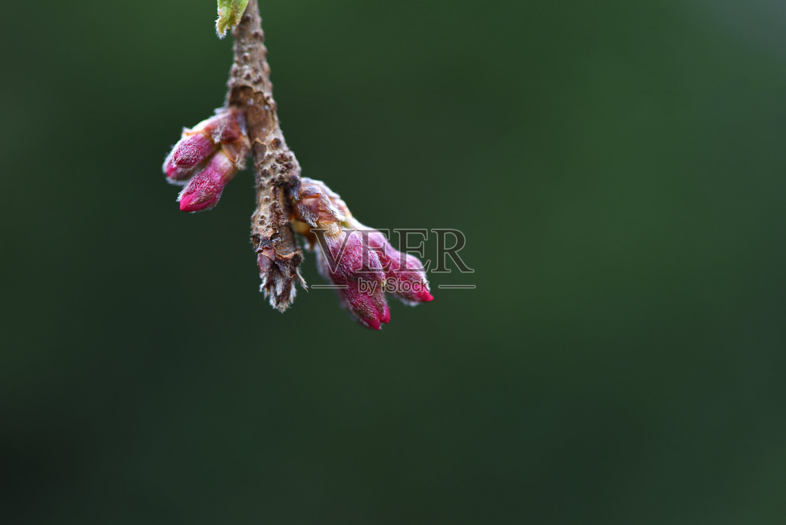 含泪的樱桃树芽带着浅深的田野照片摄影图片