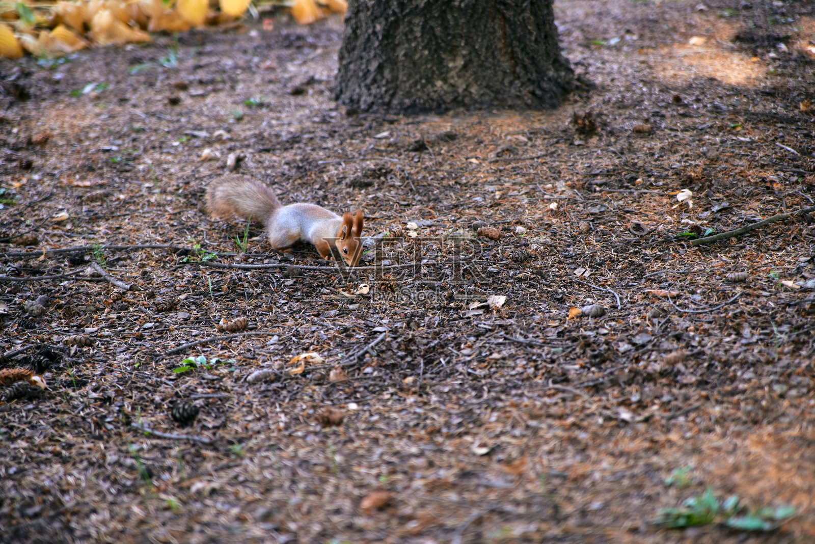 公园里可爱的松鼠。特写松鼠毛茸茸的尾巴。照片摄影图片