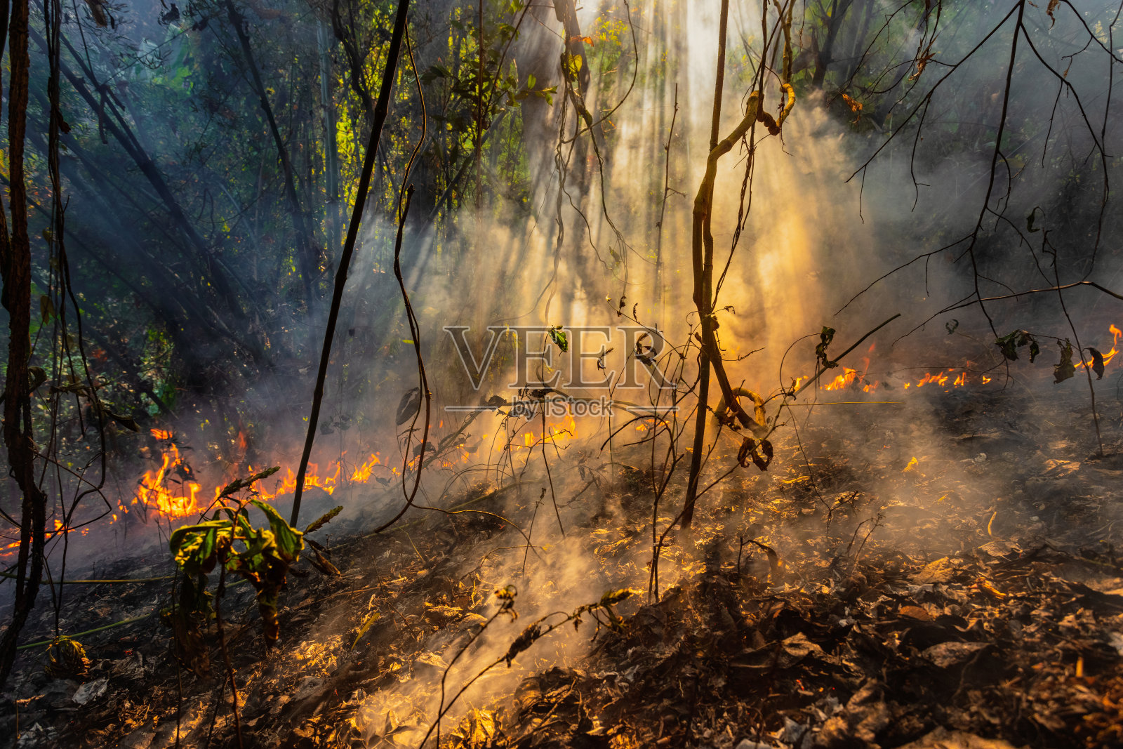 森林火灾是由人类引起的火灾照片摄影图片