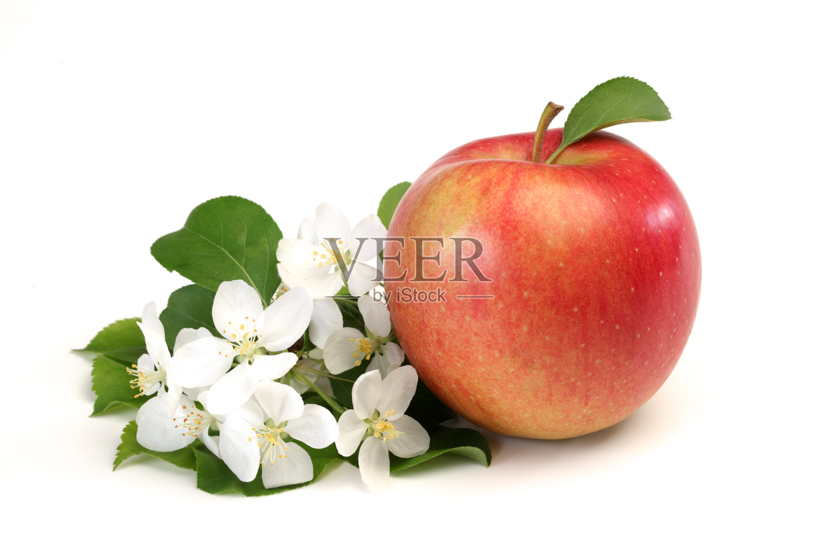 红苹果和开花的树枝照片摄影图片