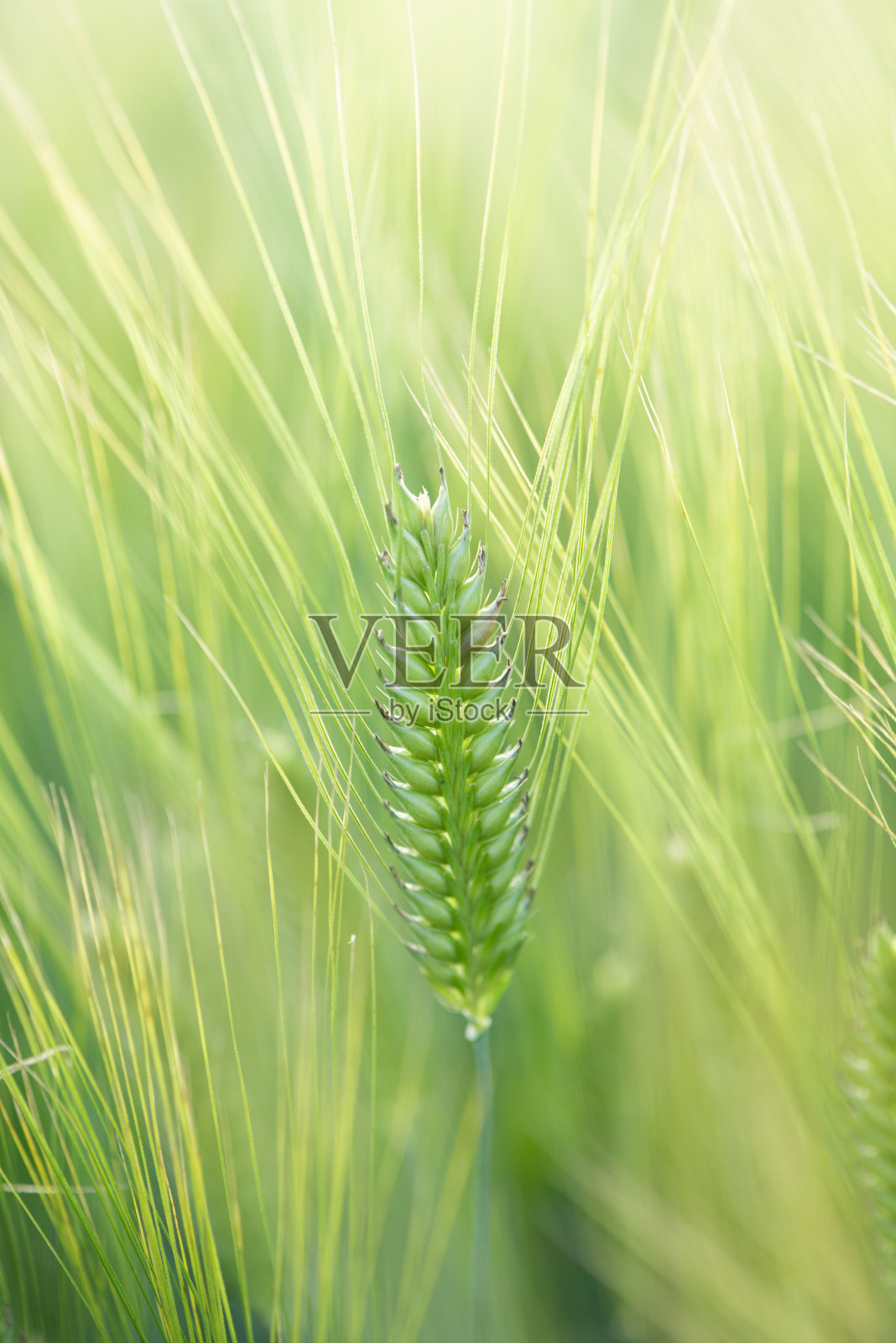 田野里的年轻的绿色小麦穗照片摄影图片
