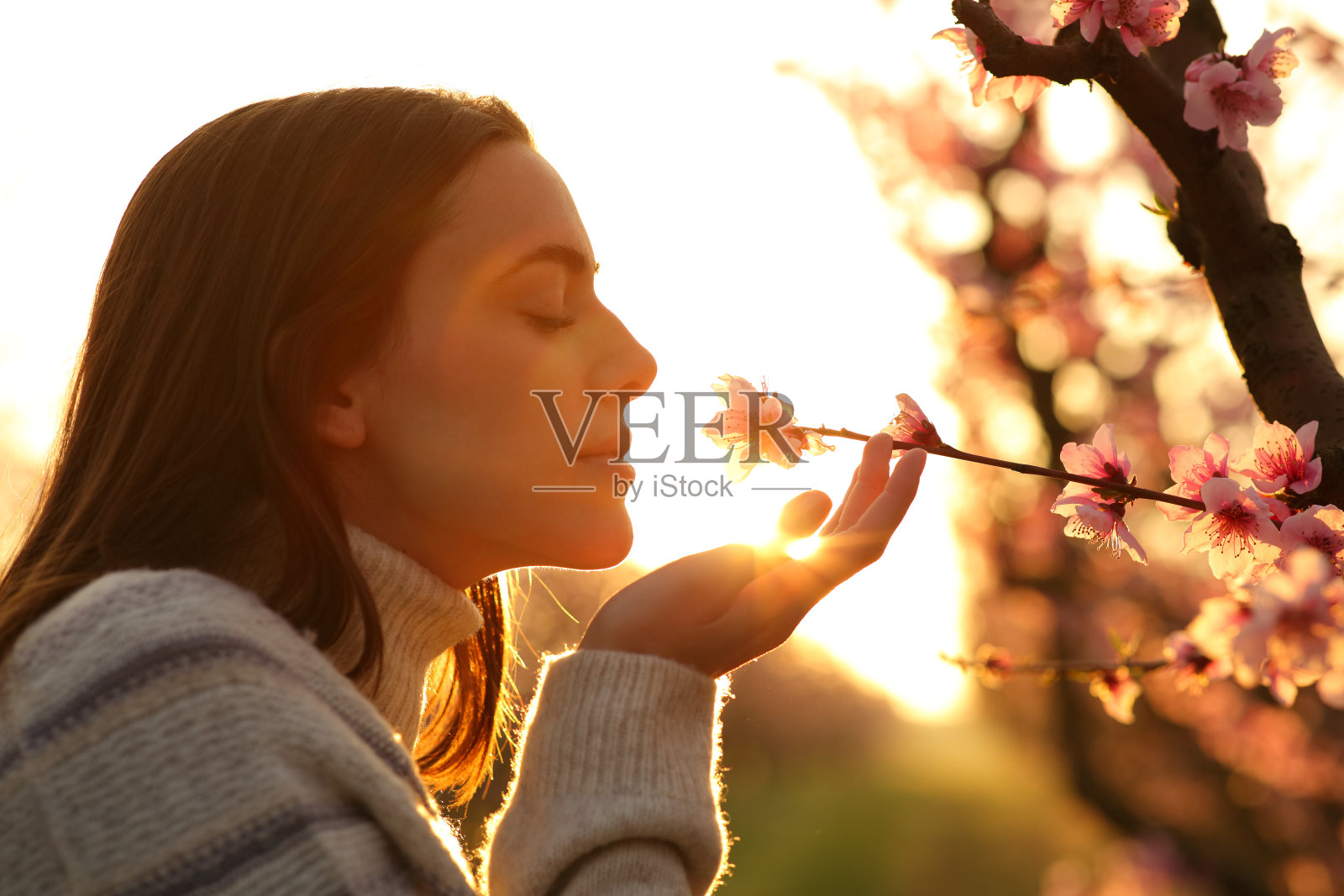 日落时分，一个女人在桃树上闻着花香照片摄影图片