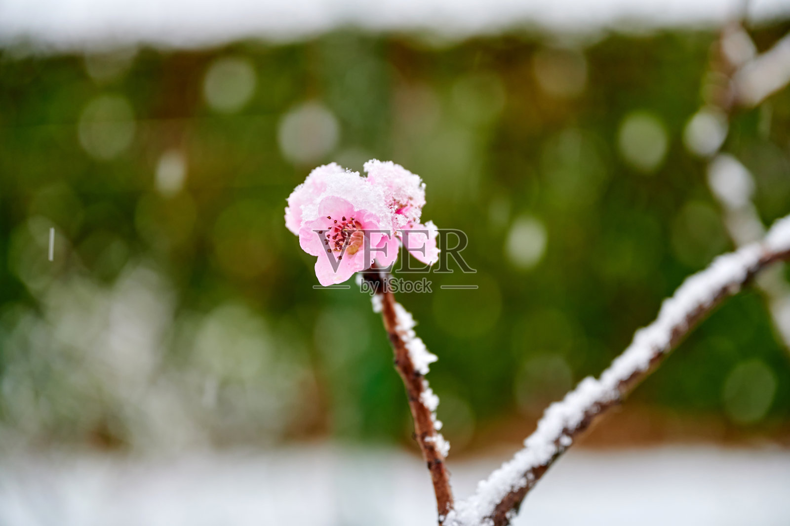 白雪覆盖一枝盛开的桃子的特写照片摄影图片