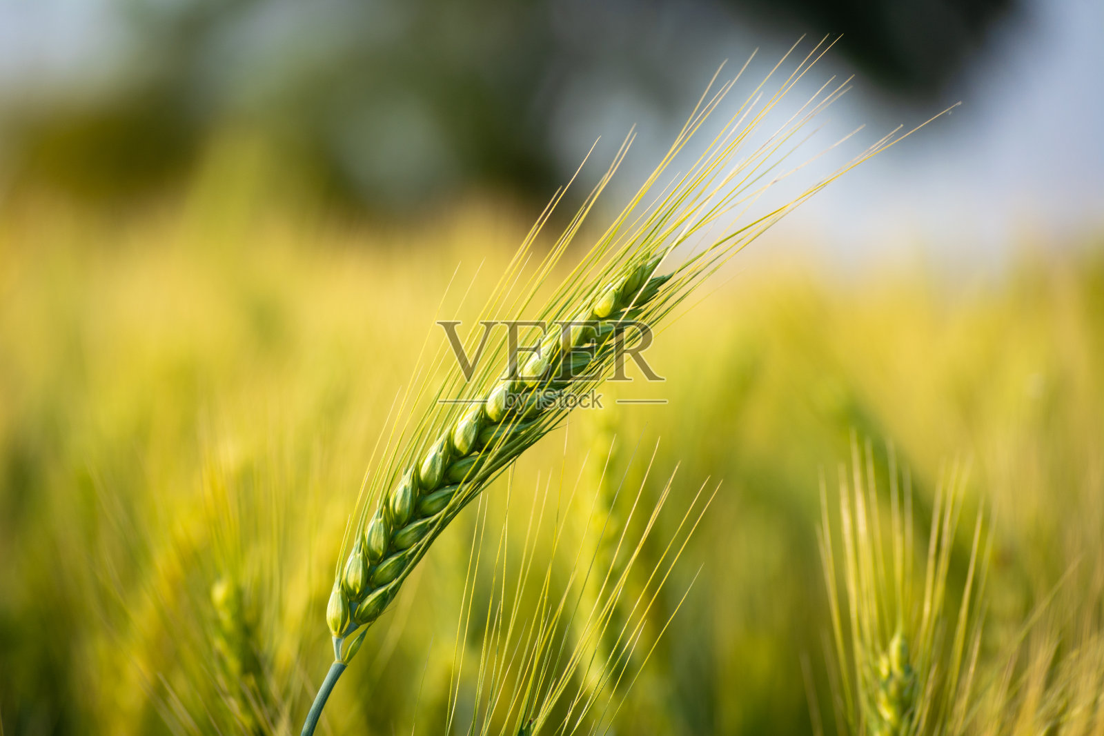 这是田野上年轻的绿色小麦的特写照片摄影图片