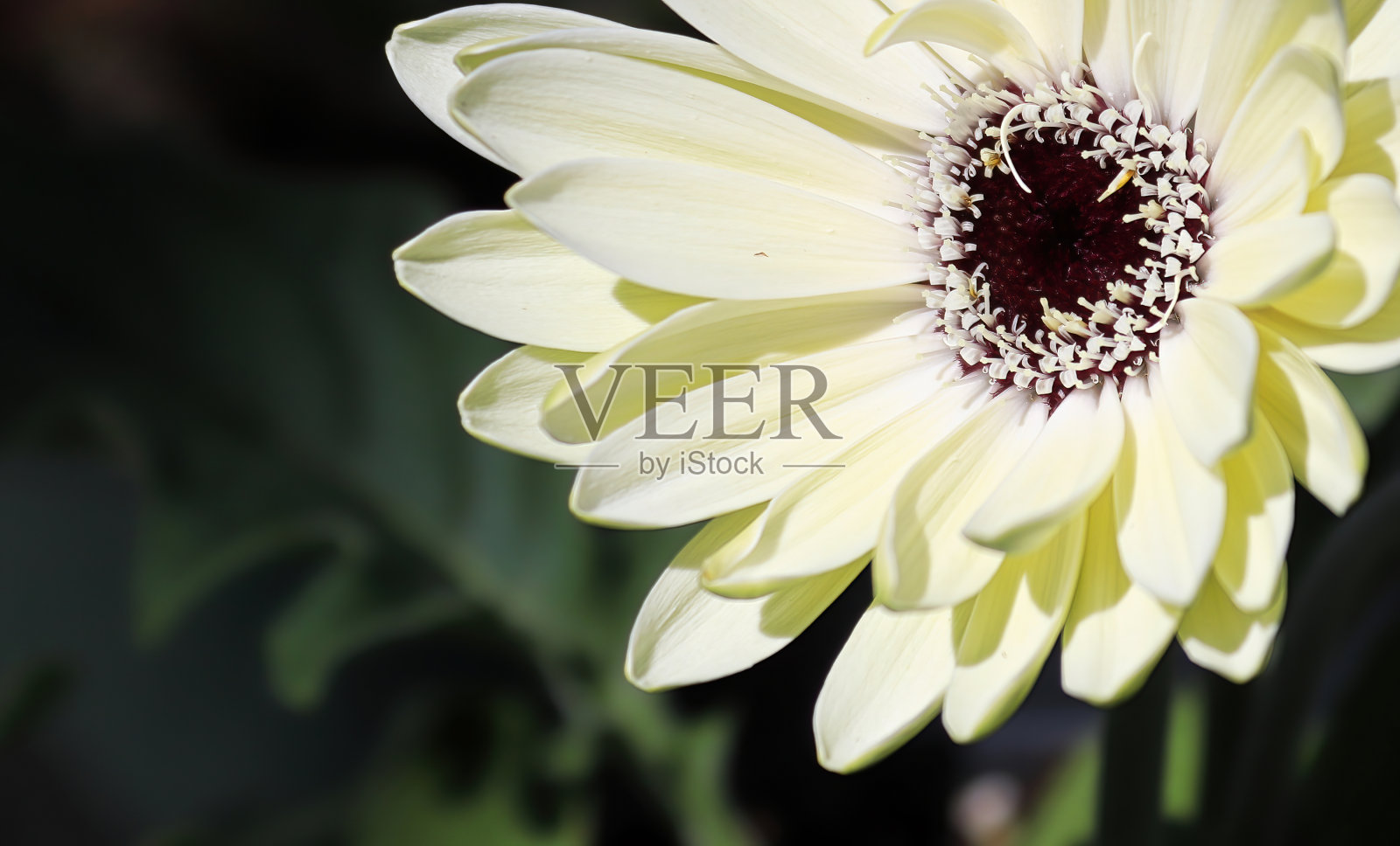 一个白色非洲菊雏菊花的特写照片摄影图片