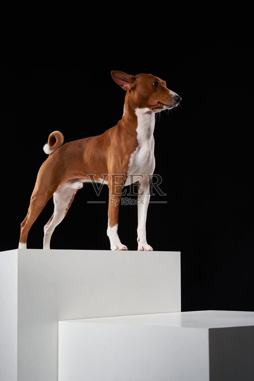 巴森基的狗站在白色的盒子上照片摄影图片