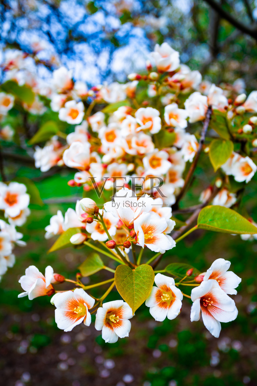 白花树大戟科在春天照片摄影图片