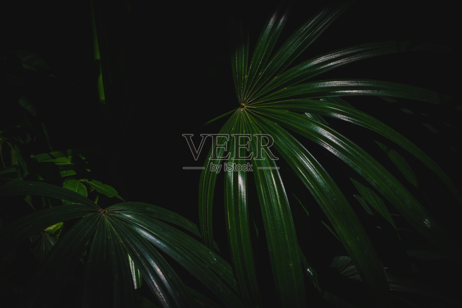 棕榈叶暗色背景照片摄影图片