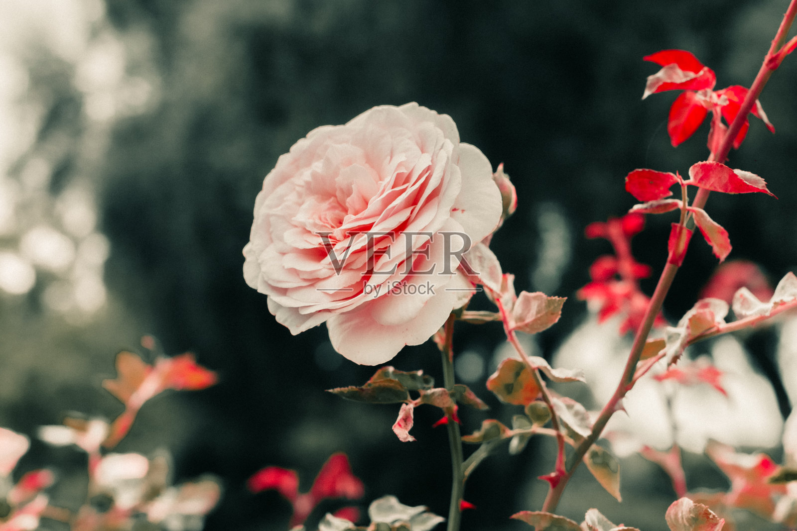 近距离观察盛开在花园灌木上的异常美丽的玫瑰。园艺的概念。照片摄影图片