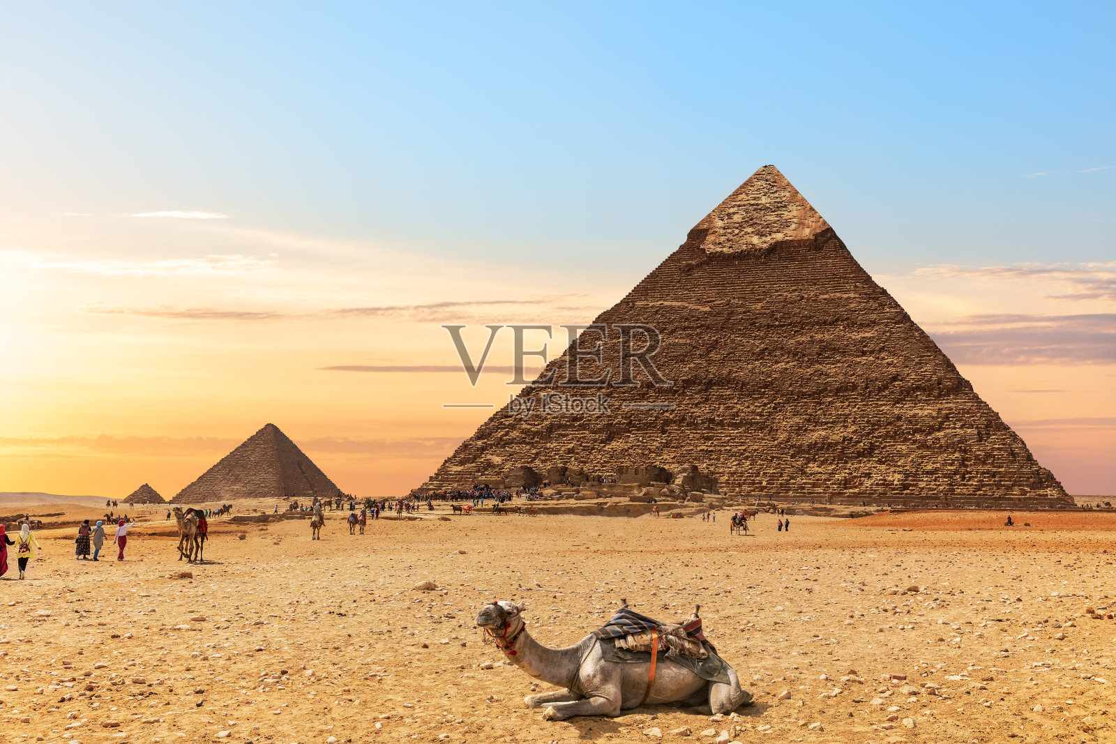 埃及金字塔旁的骆驼，吉萨照片摄影图片