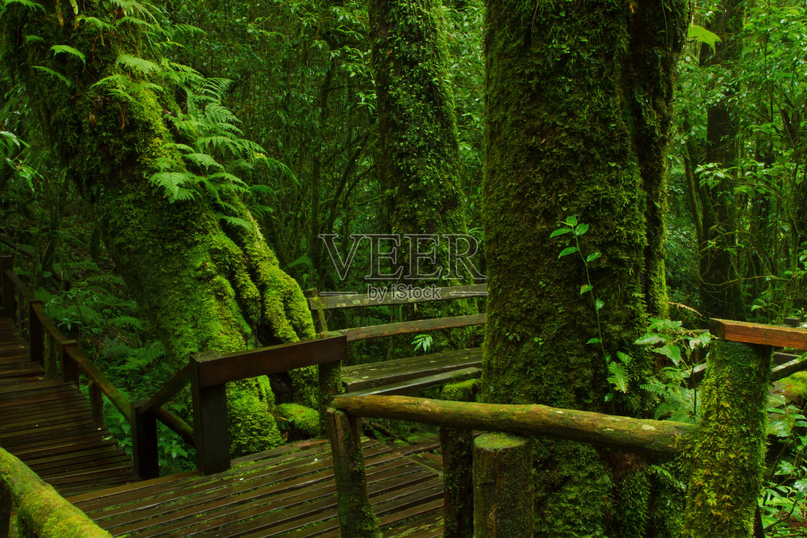 树木上有蕨类和苔藓的绿色森林中的树木小径照片摄影图片