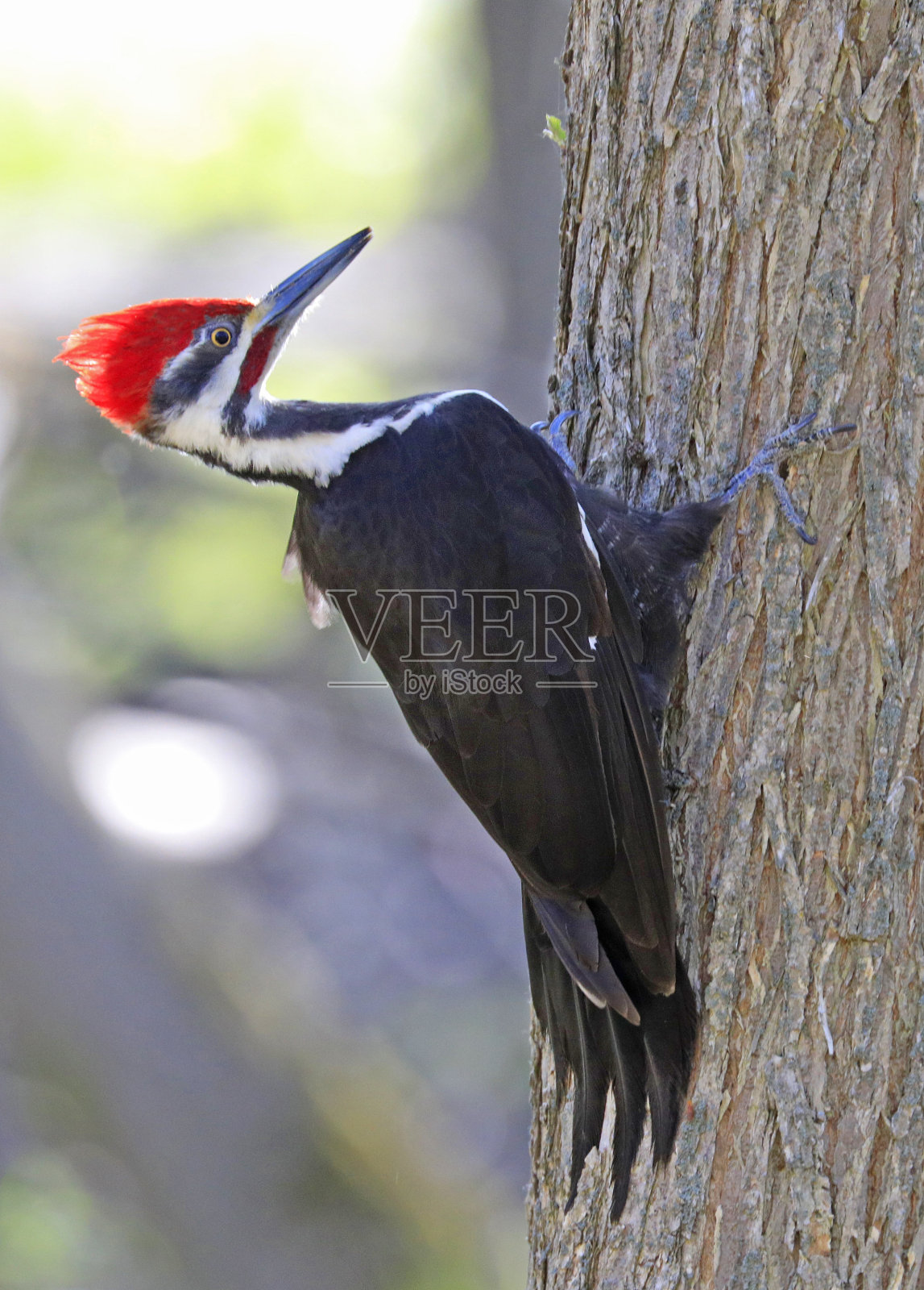 佩带啄木鸟肖像坐在树干上进入森林，魁北克，加拿大照片摄影图片