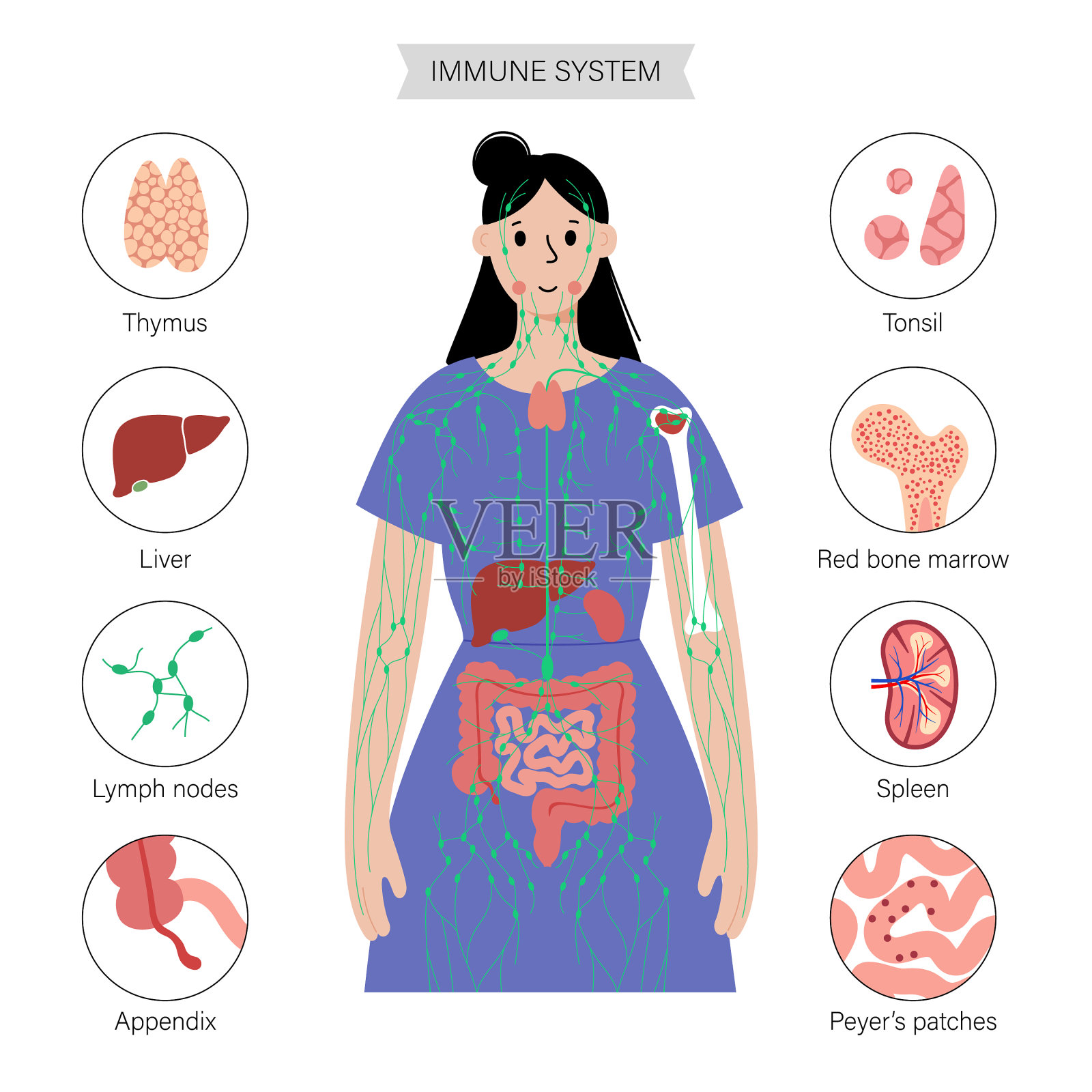 人体的淋巴系统插画图片素材