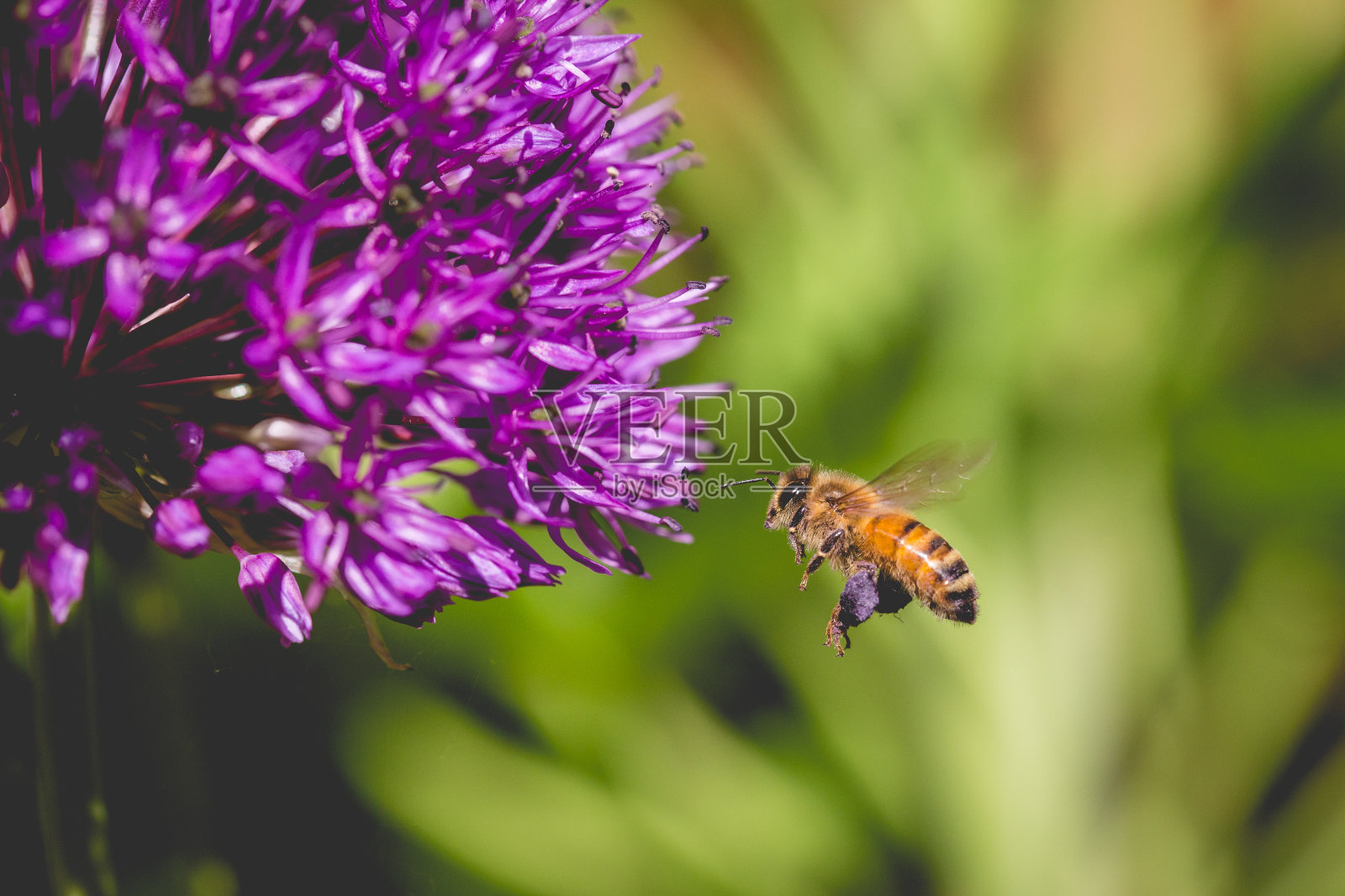 一只正在飞行中采集花粉的花园蜜蜂照片摄影图片