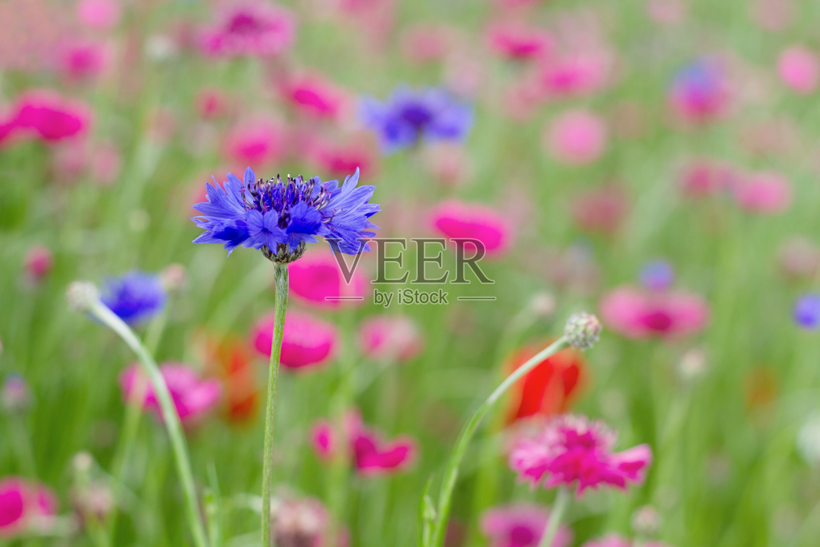 田野的蓝色和粉红色的矢车菊在浅绿色的叶子背景。照片摄影图片