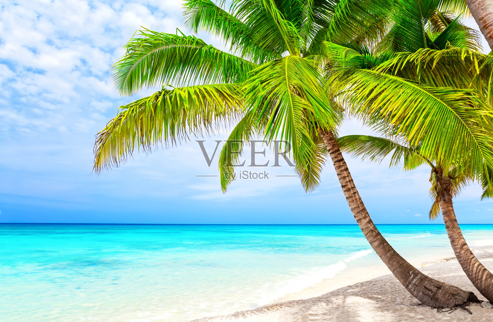 多米尼加共和国Saona岛白色沙滩上的椰树。照片摄影图片