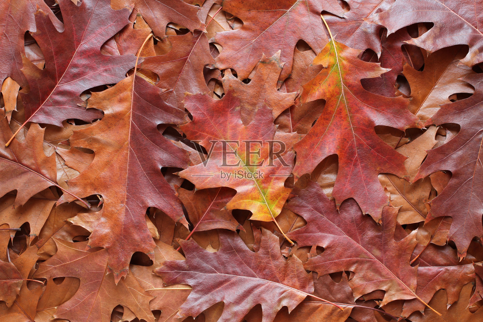 秋天的背景-顶视图一堆干燥的棕色，红色和紫色的橡树叶。特写镜头照片摄影图片