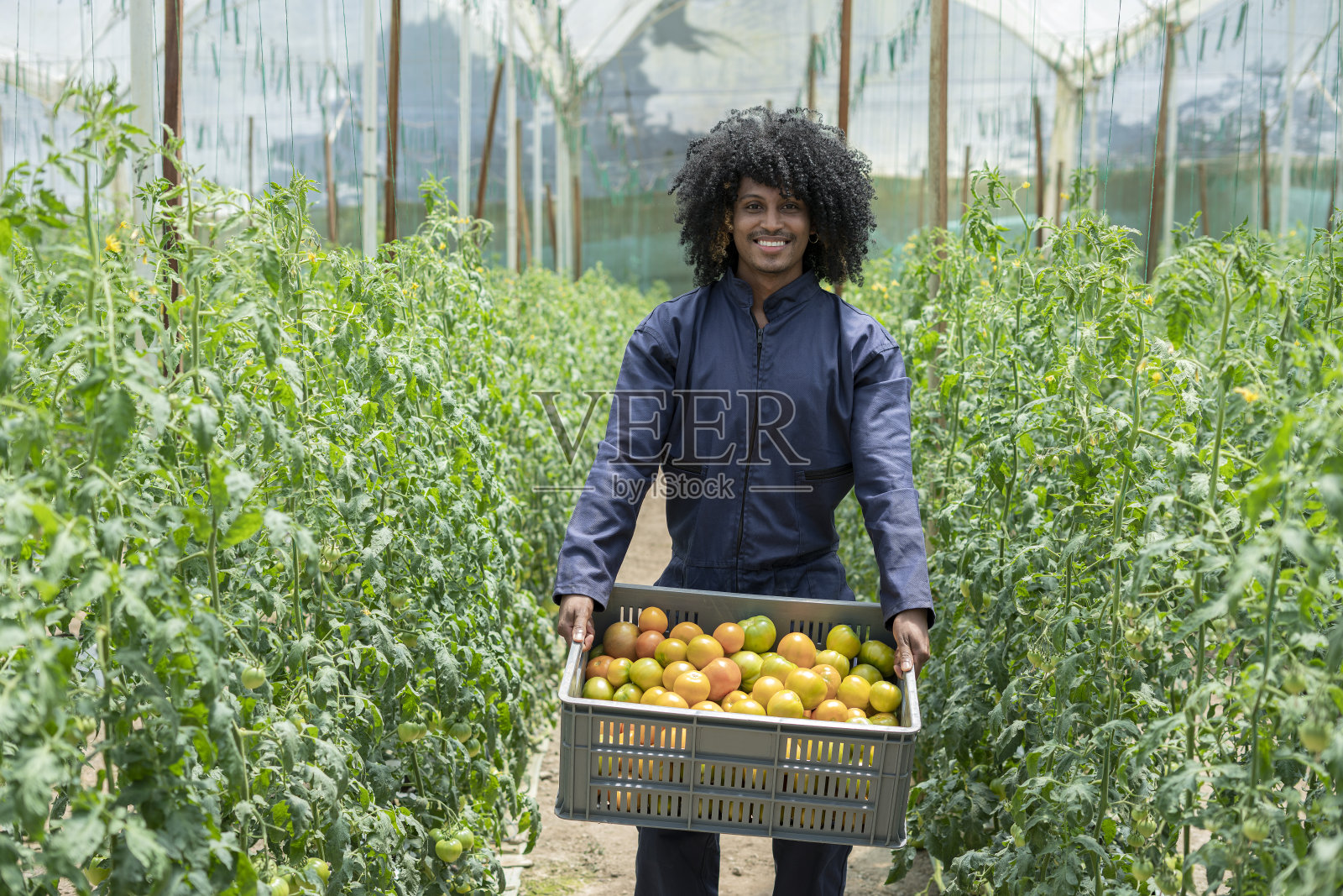 一个黑人头发的拉丁美洲人受雇于一个番茄农场，他正站在作物中间，手里拿着一篮子西红柿，看着摄像机照片摄影图片