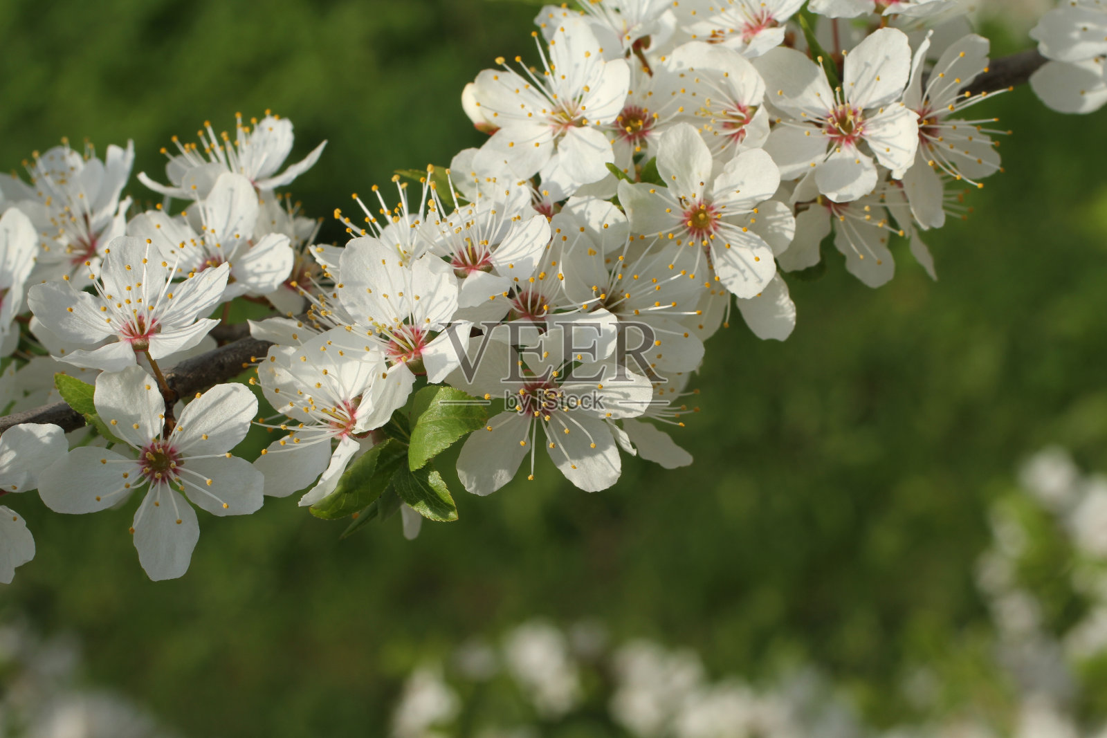 盛开的樱花枝与绿色的草背景。特写镜头照片摄影图片