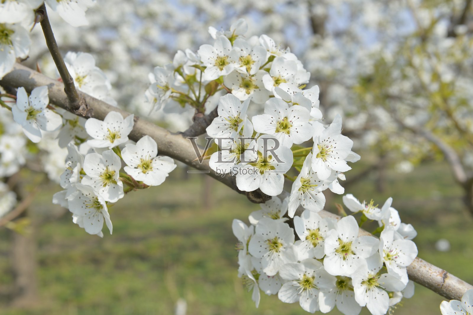梨花在春天盛开照片摄影图片