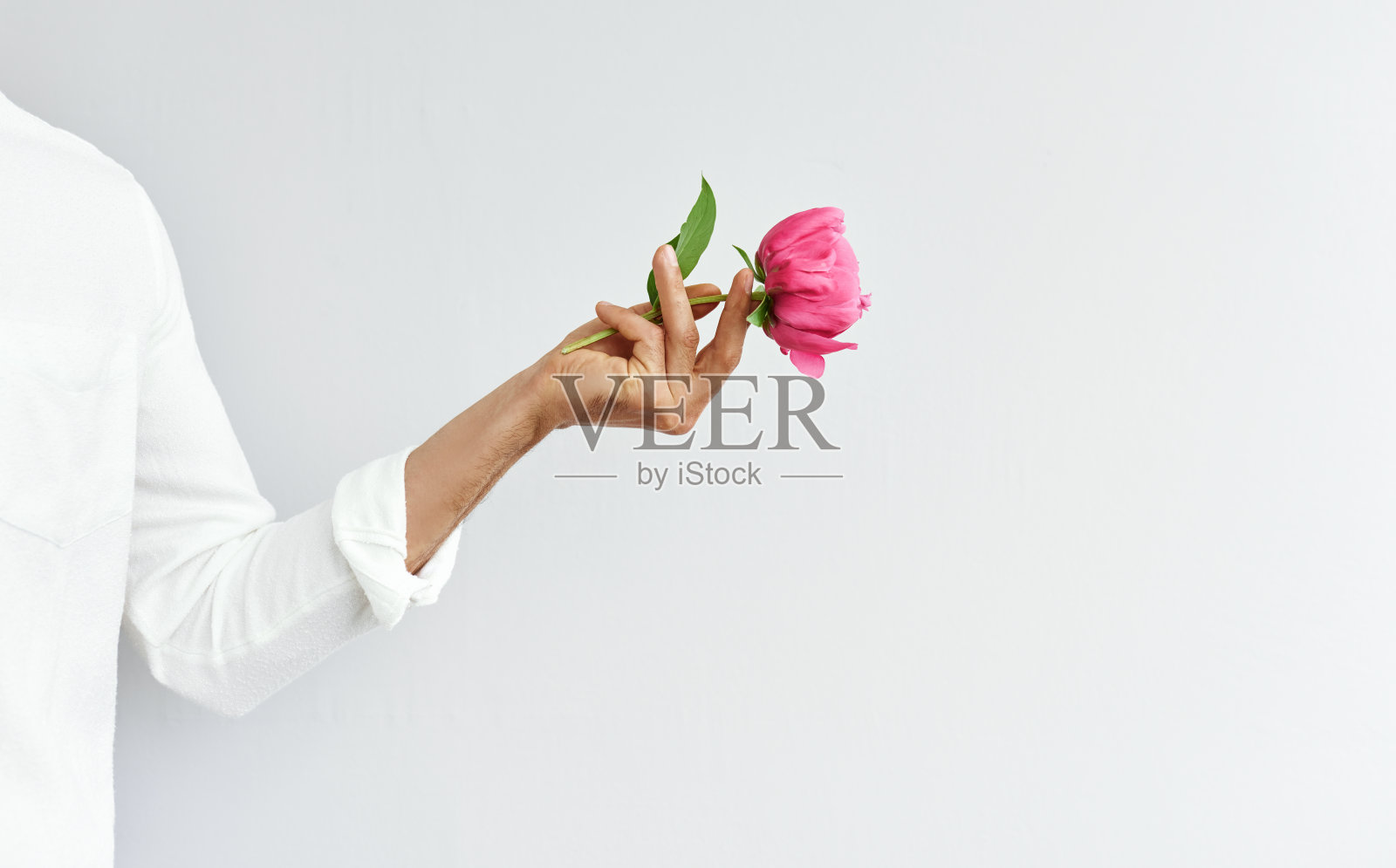在情人节，求婚或婚礼当天，手持一朵粉红色牡丹的男子的手的水平视图。白色衬衫的男性手拿一朵花在灰色的墙上与复印空间。照片摄影图片