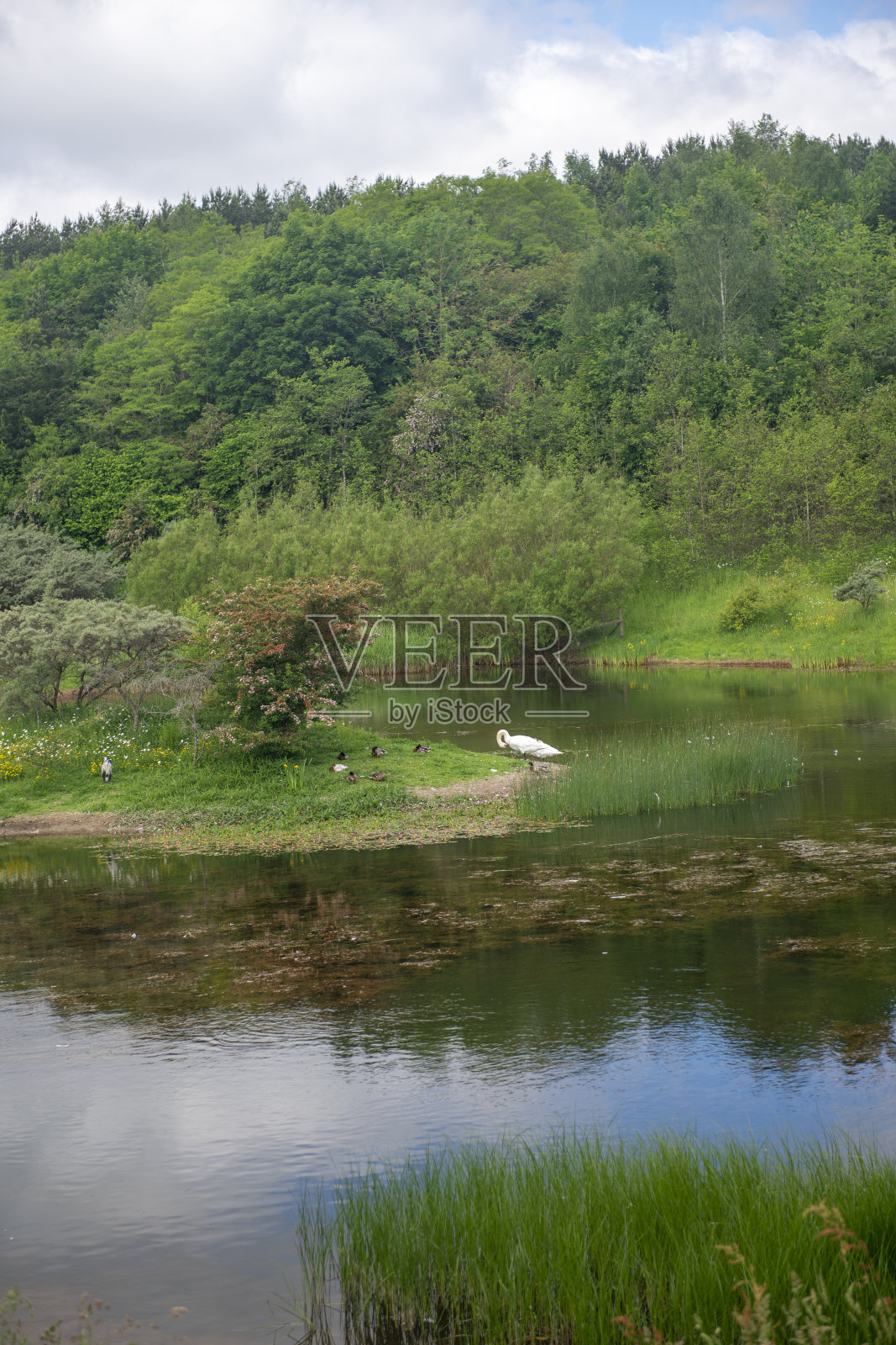 在湖中心的小岛上，一只天鹅和几只鸭子用嘴梳理自己的羽毛。照片摄影图片