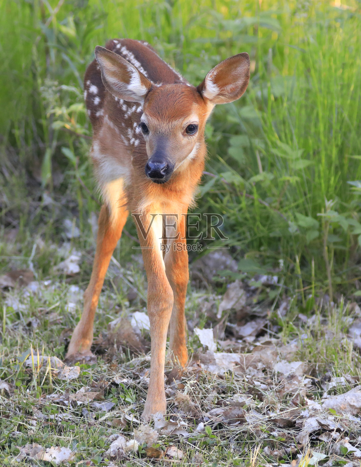 小白尾鹿肖像进入草地，魁北克照片摄影图片