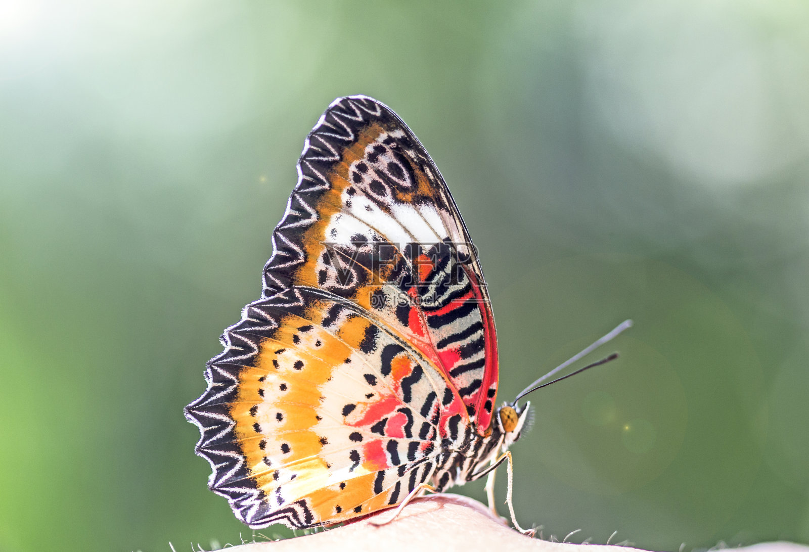明亮自然美丽的蝴蝶与模糊的背景。照片摄影图片