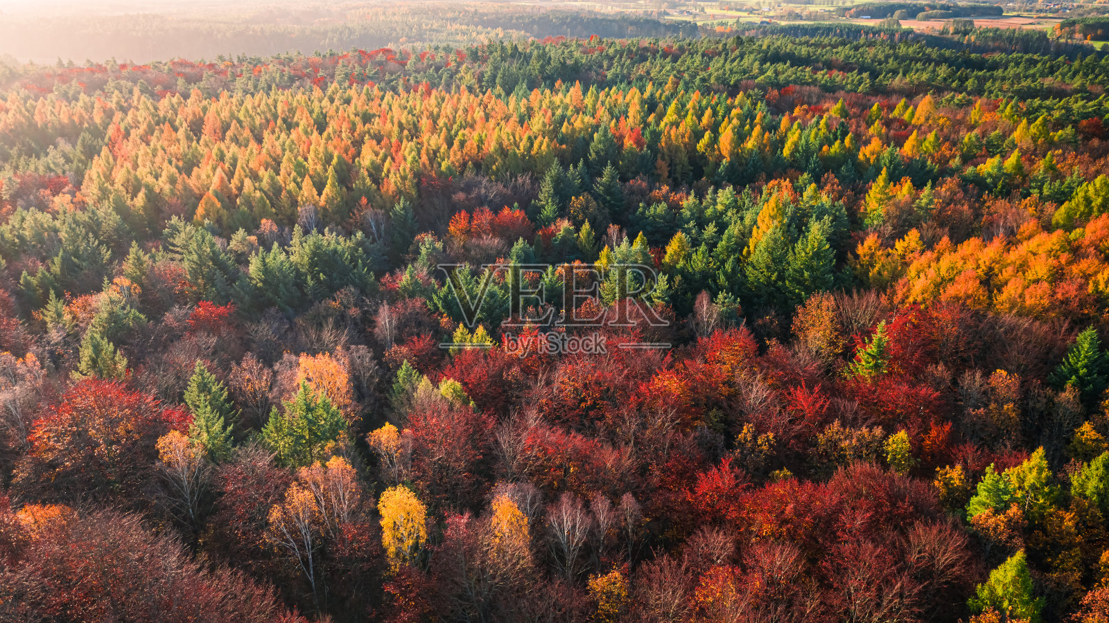 波兰的秋天森林。雨林鸟瞰图。野生动物,波兰。照片摄影图片