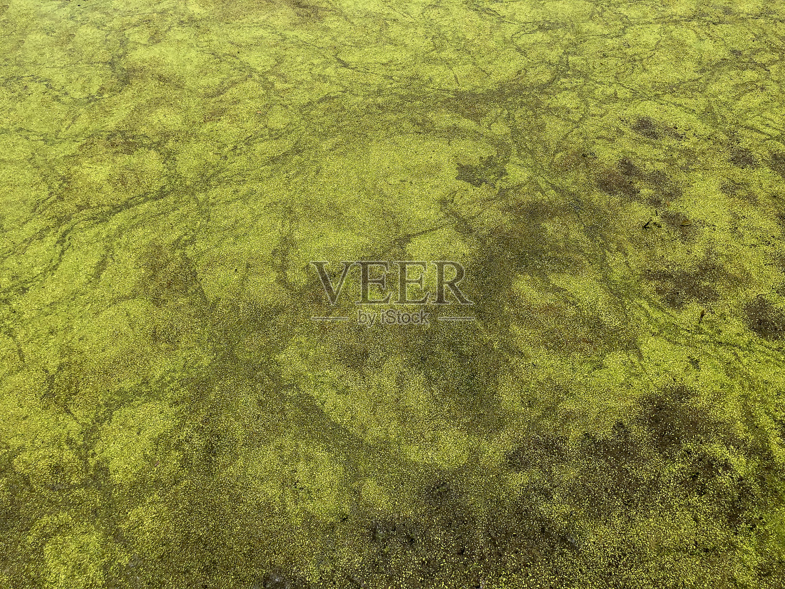 覆盖着藻类的沼泽照片摄影图片