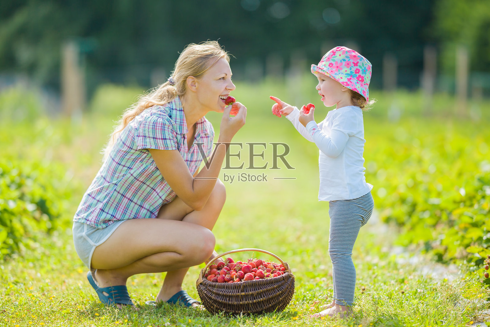 在温暖阳光明媚的夏日里，年轻的母亲和小女儿在田野里一起吃着新鲜的红草莓。侧视图。可爱的快乐的时刻。照片摄影图片