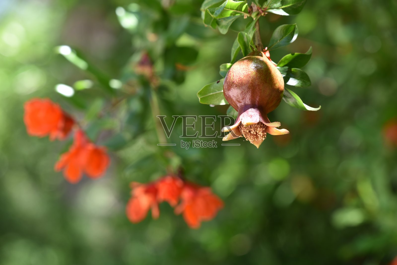 石榴树上有叶子和花。成熟的石榴。照片摄影图片