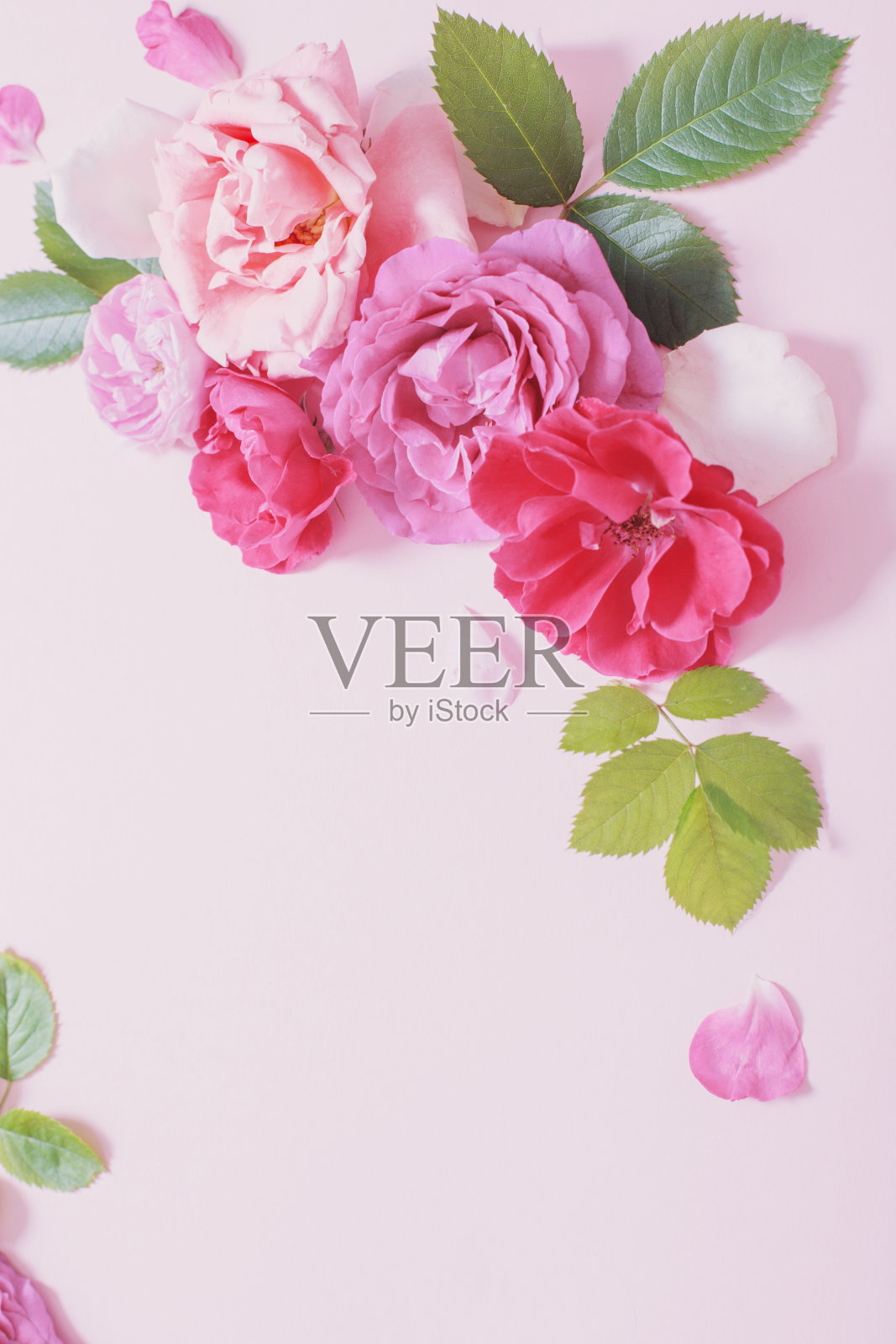 美丽的玫瑰在粉红色的纸背景照片摄影图片