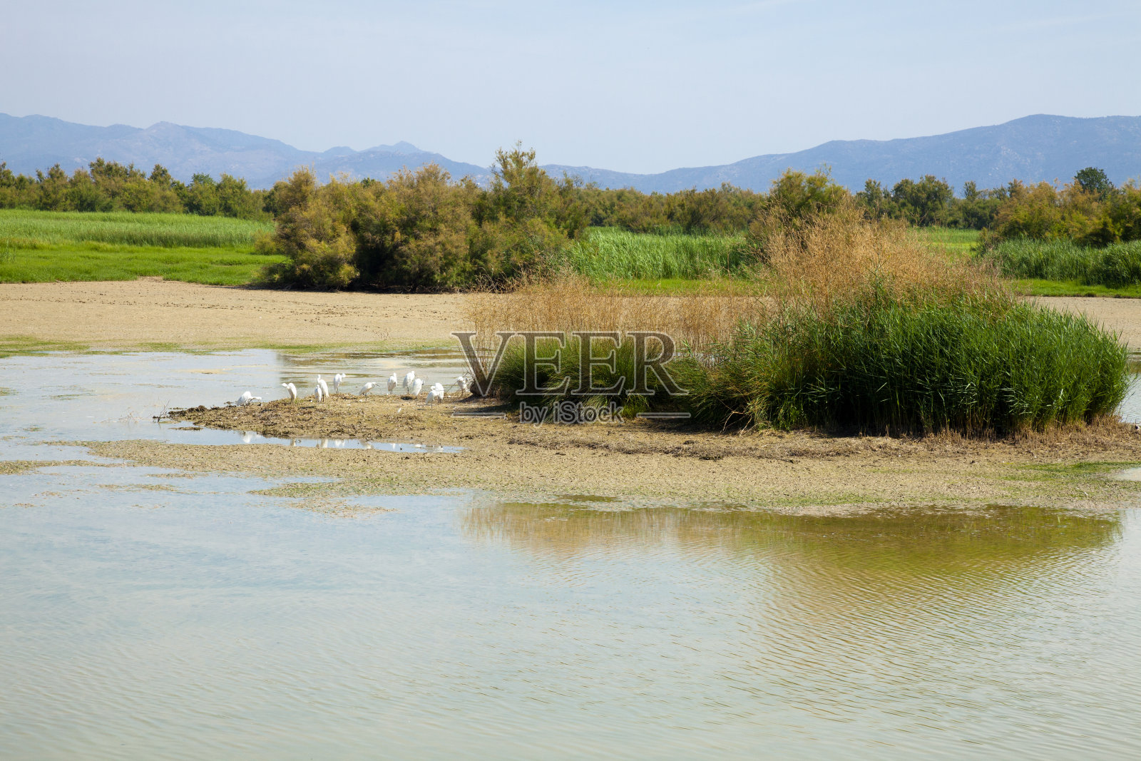西班牙湿地白鹭群照片摄影图片