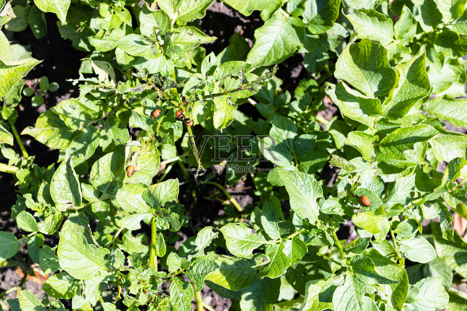 科罗拉多州马铃薯甲虫在马铃薯灌木丛中的花园照片摄影图片
