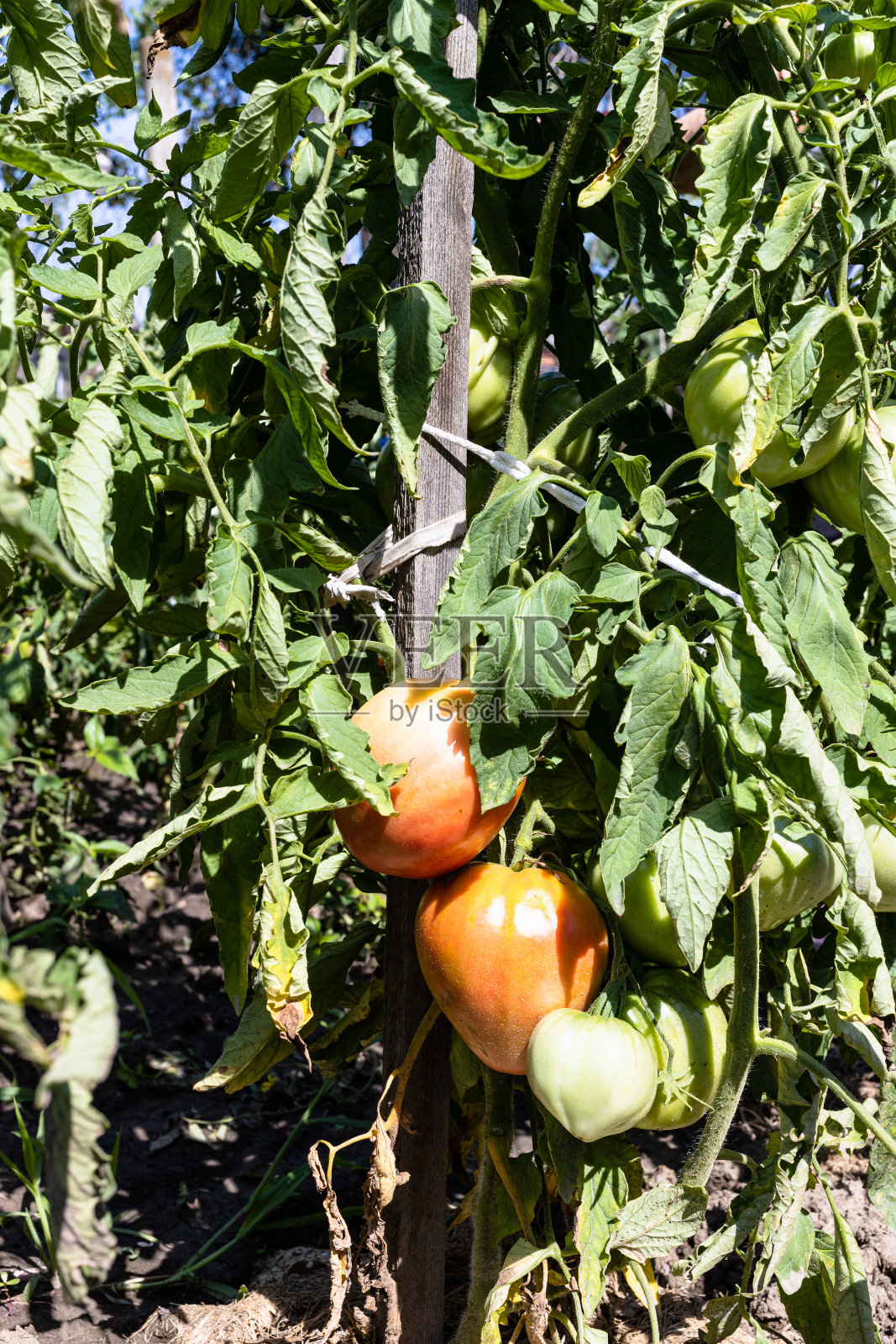 在自家花园的木桩上成熟的番茄照片摄影图片