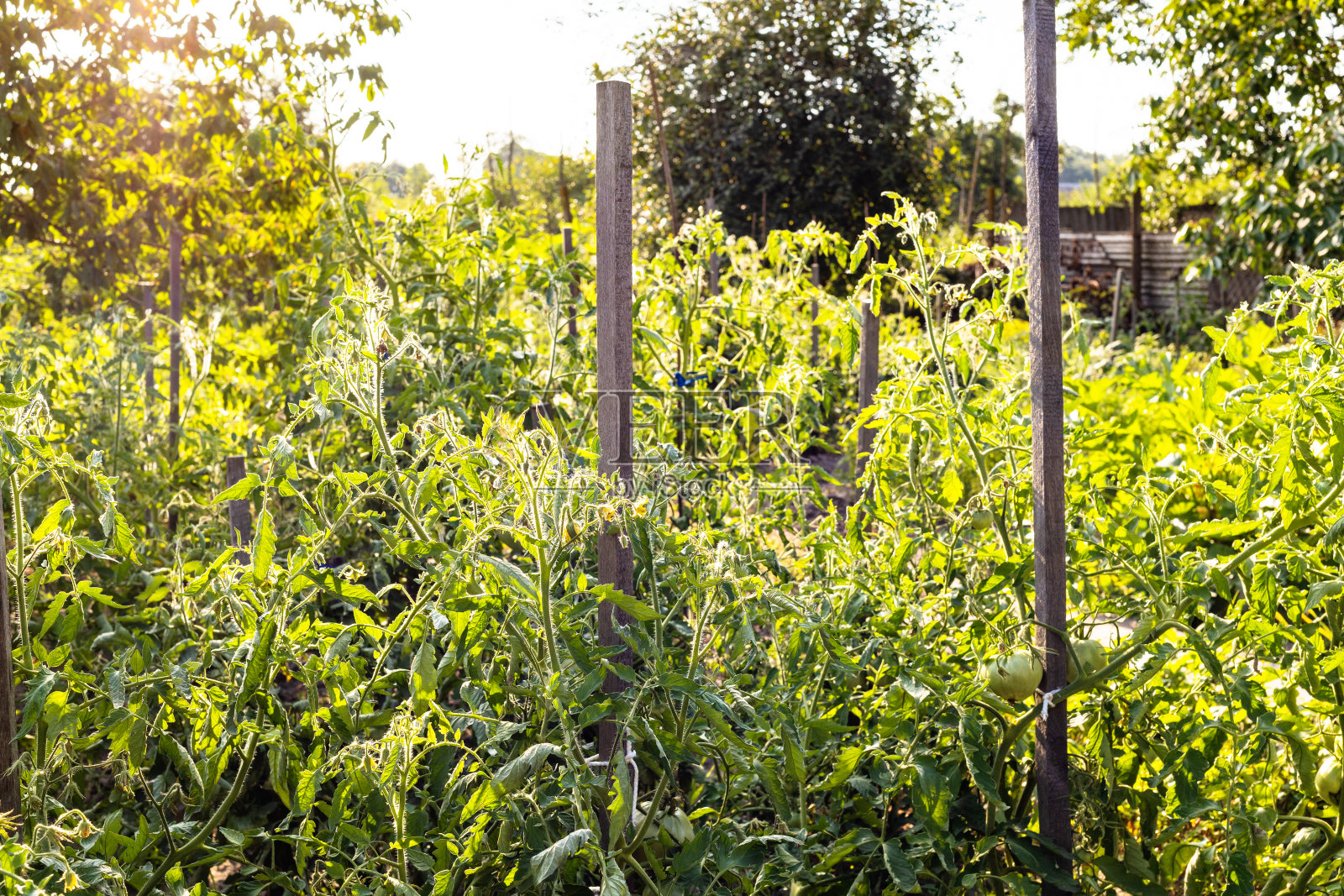 自家花园里的番茄丛照片摄影图片