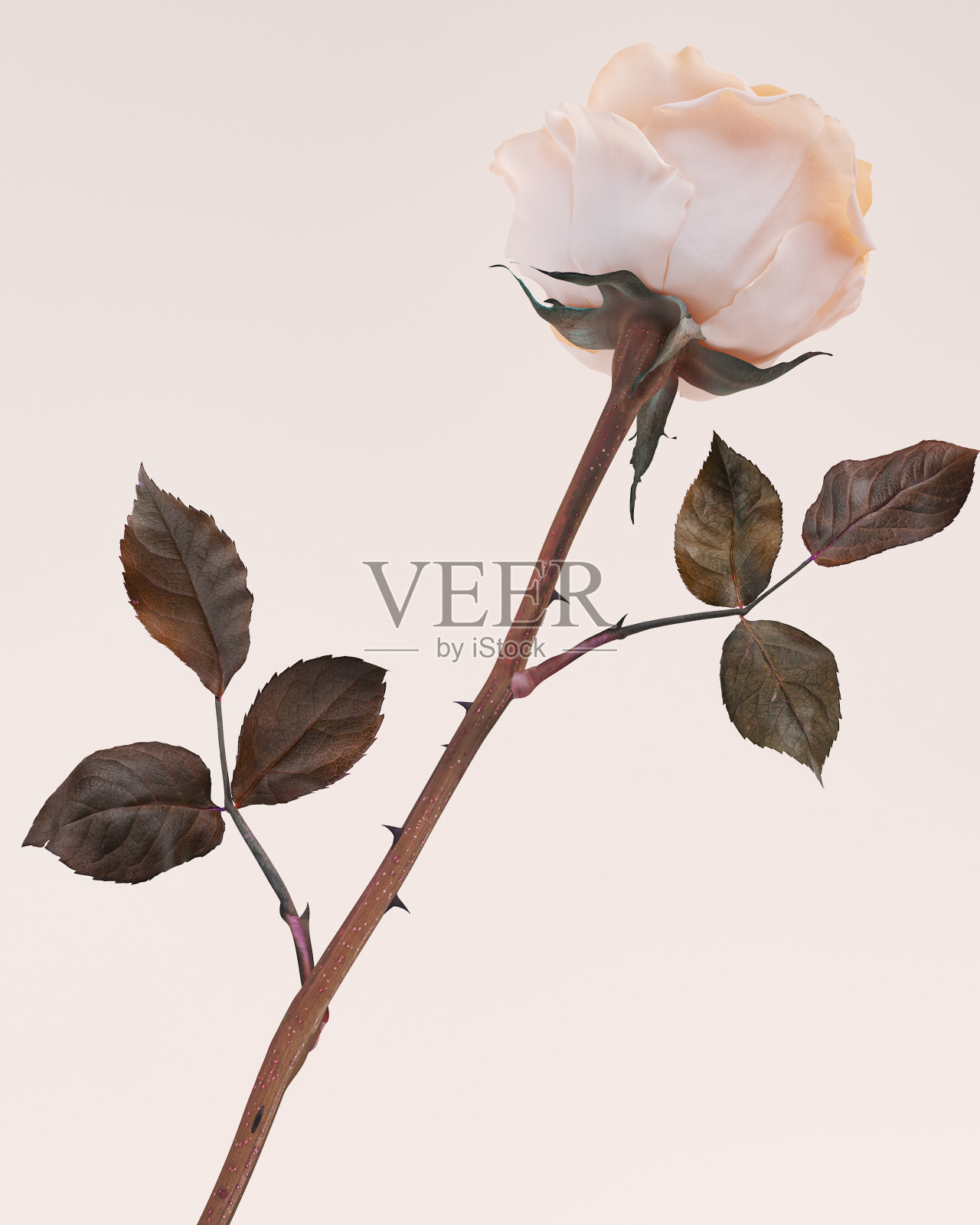 不寻常的颜色玫瑰，单花孤立的3d渲染插图，花横幅模板，照片摄影图片