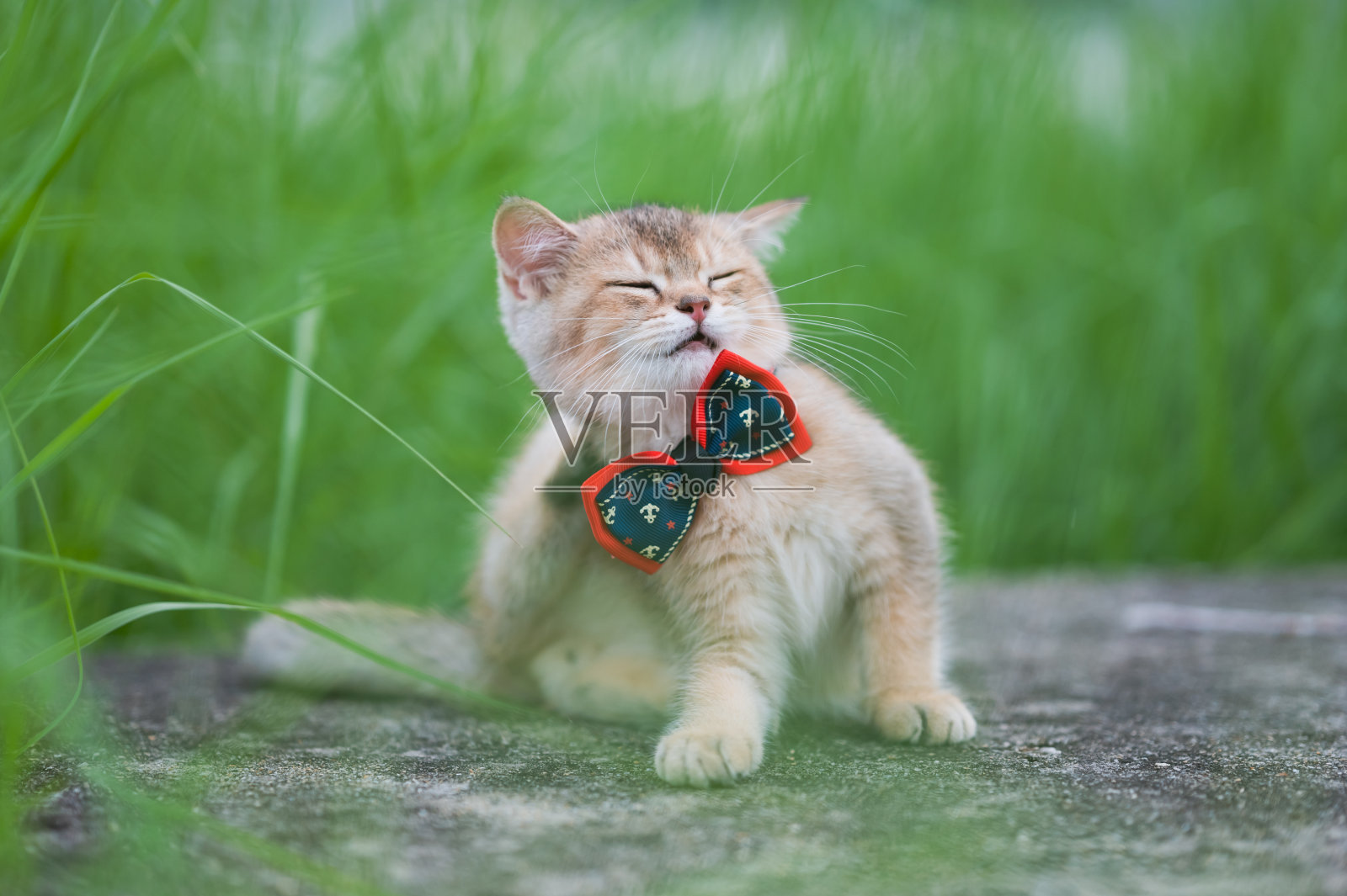小猫打着领结在草地上玩耍照片摄影图片