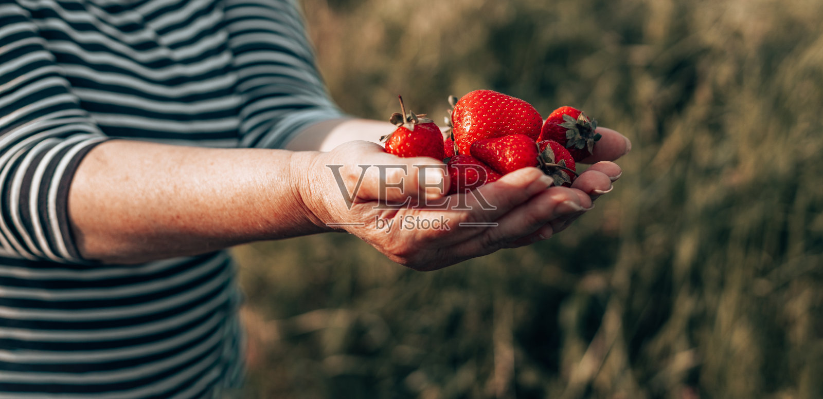 夏天的甜点。女人的手拿着一把成熟的草莓。健康田园有机收获。女人手握熟透多汁的草莓。照片摄影图片