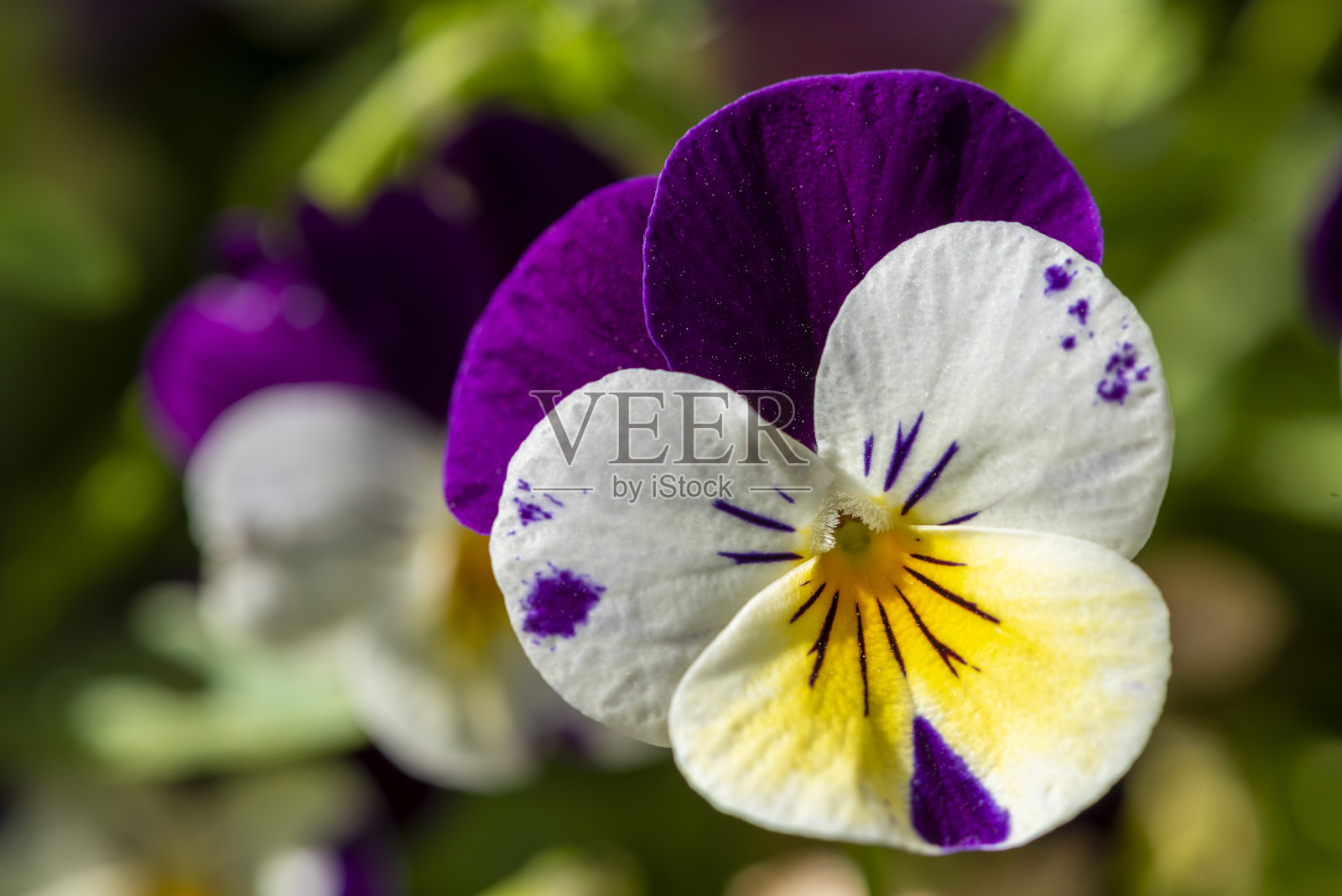 三色紫罗兰花，三色紫罗兰在春天花园里的特写。花,中提琴,特写镜头。照片摄影图片