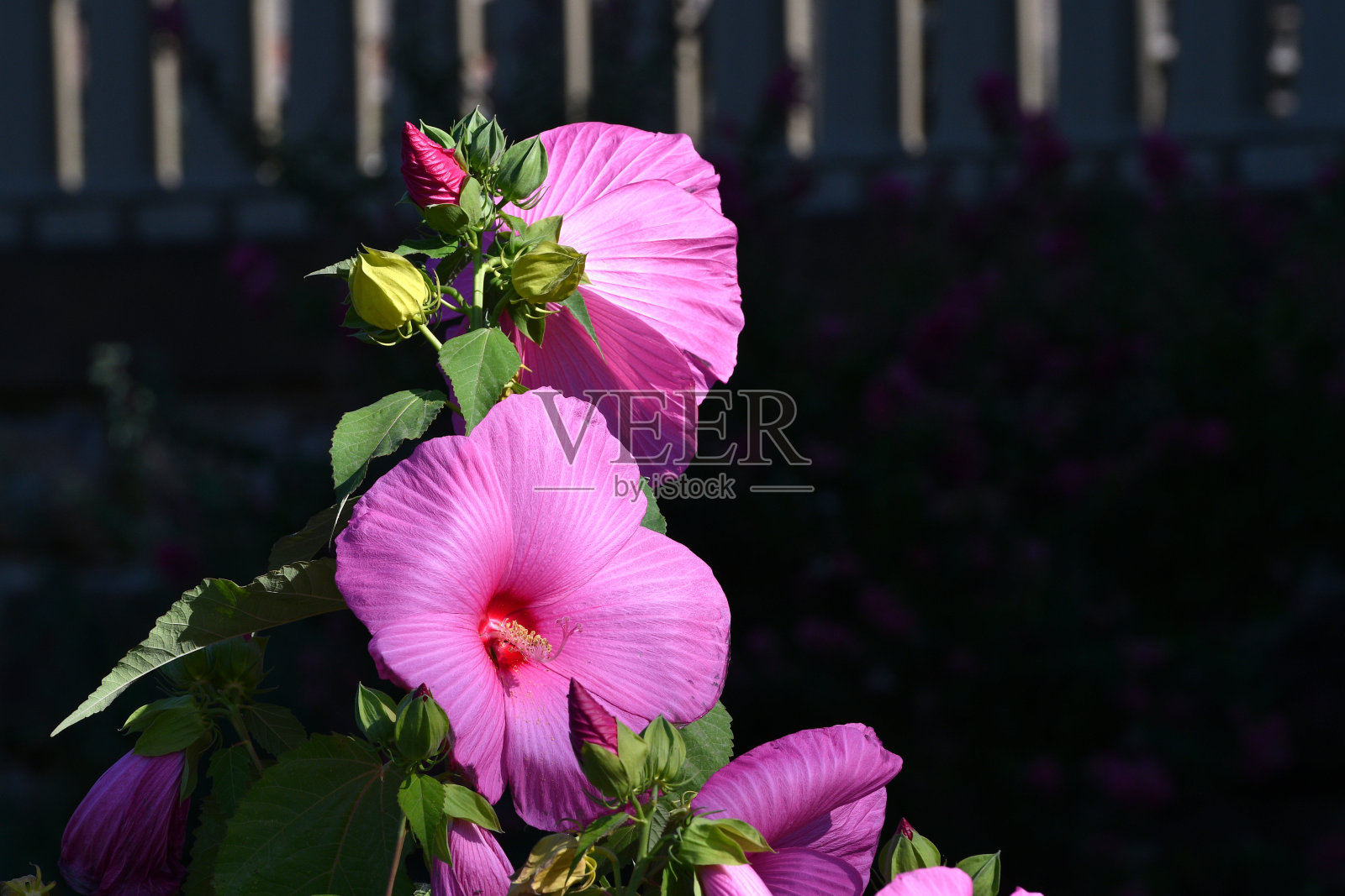 美丽的粉红色芙蓉花位于佛罗伦萨米开朗基罗广场的花园。意大利。照片摄影图片