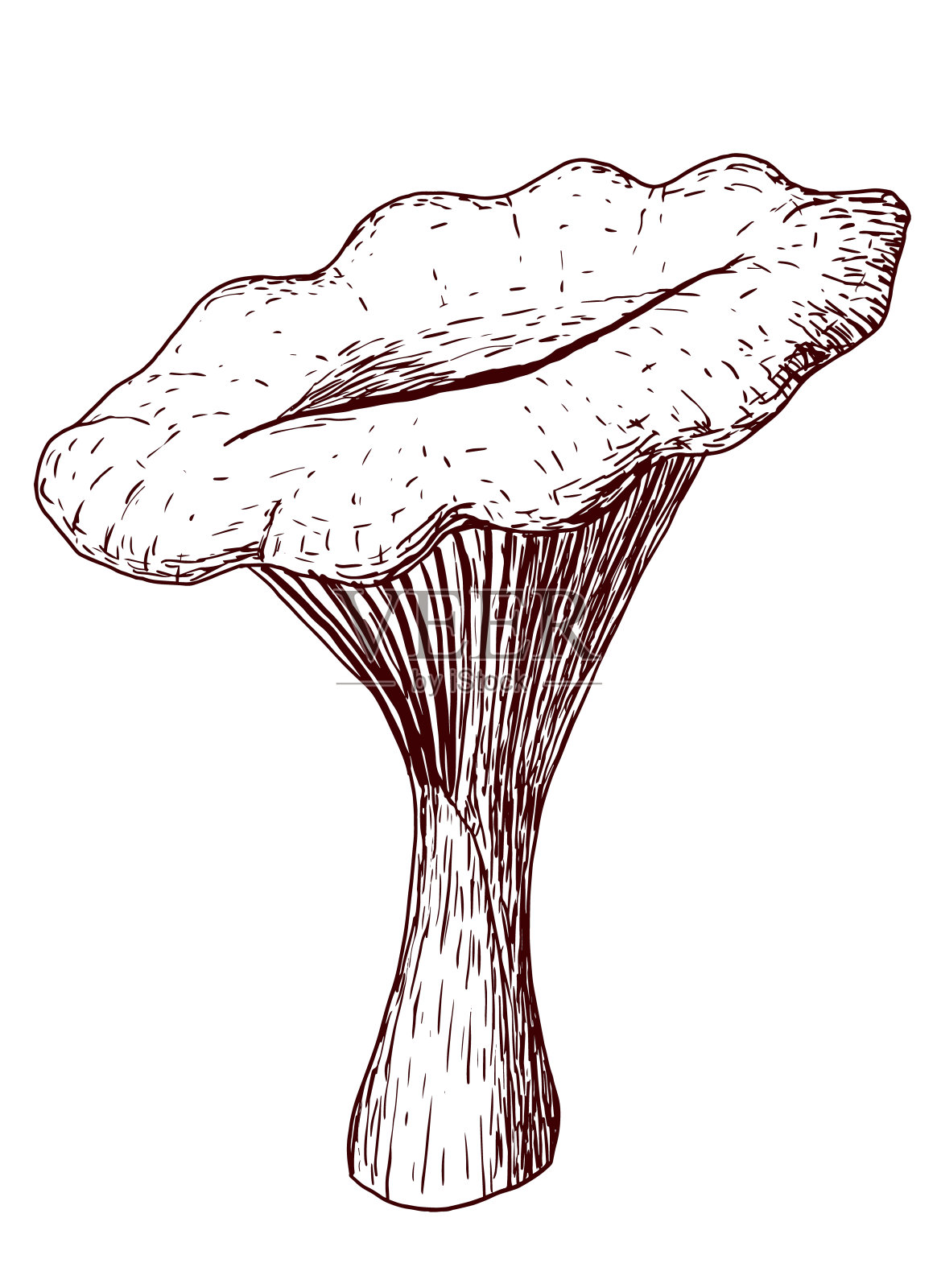 在白色背景上分离的蘑菇鸡油菌插画图片素材