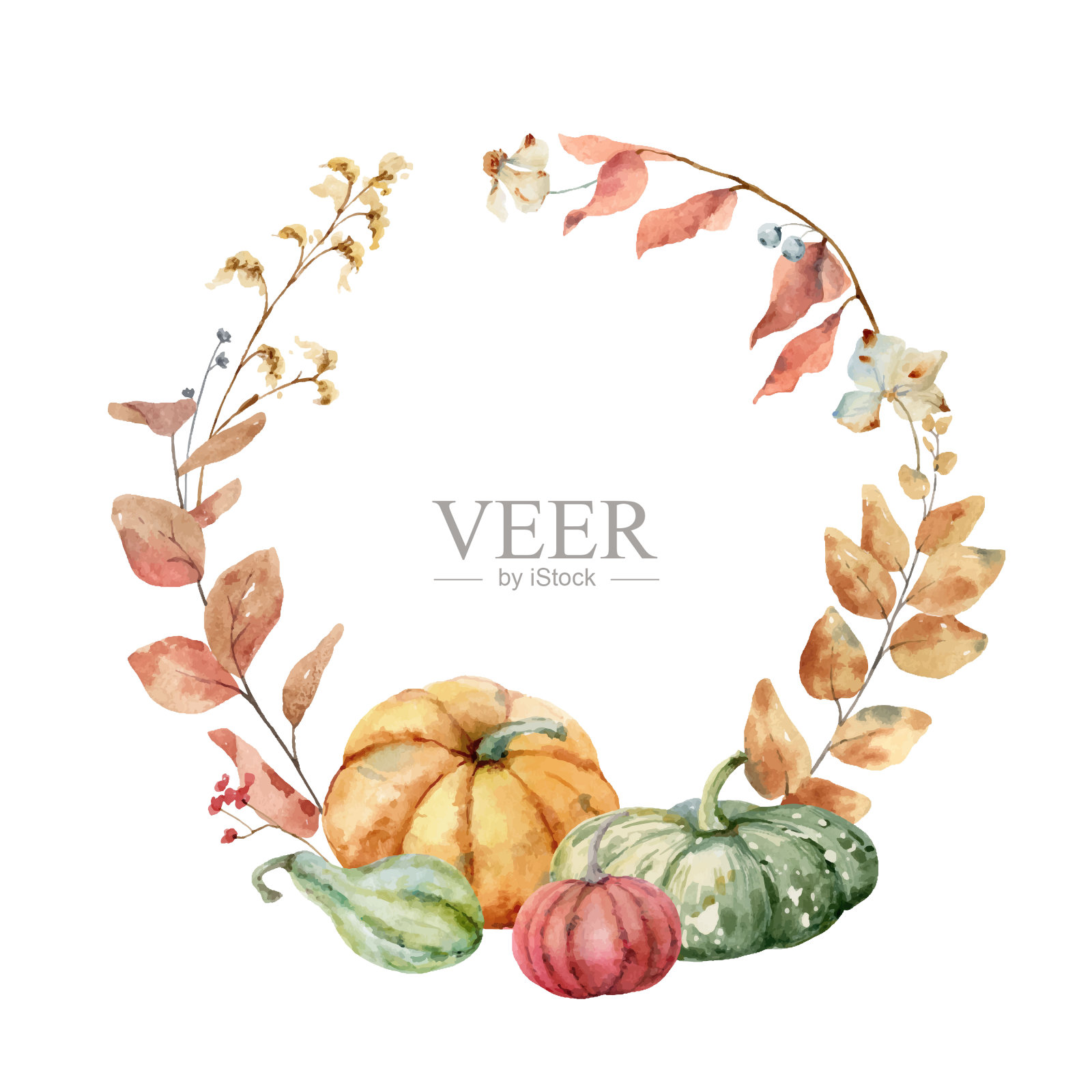感恩节的载体用秋天的叶子和花朵来装饰五颜六色的南瓜。水彩卡片的感恩节孤立在白色的背景。插画图片素材