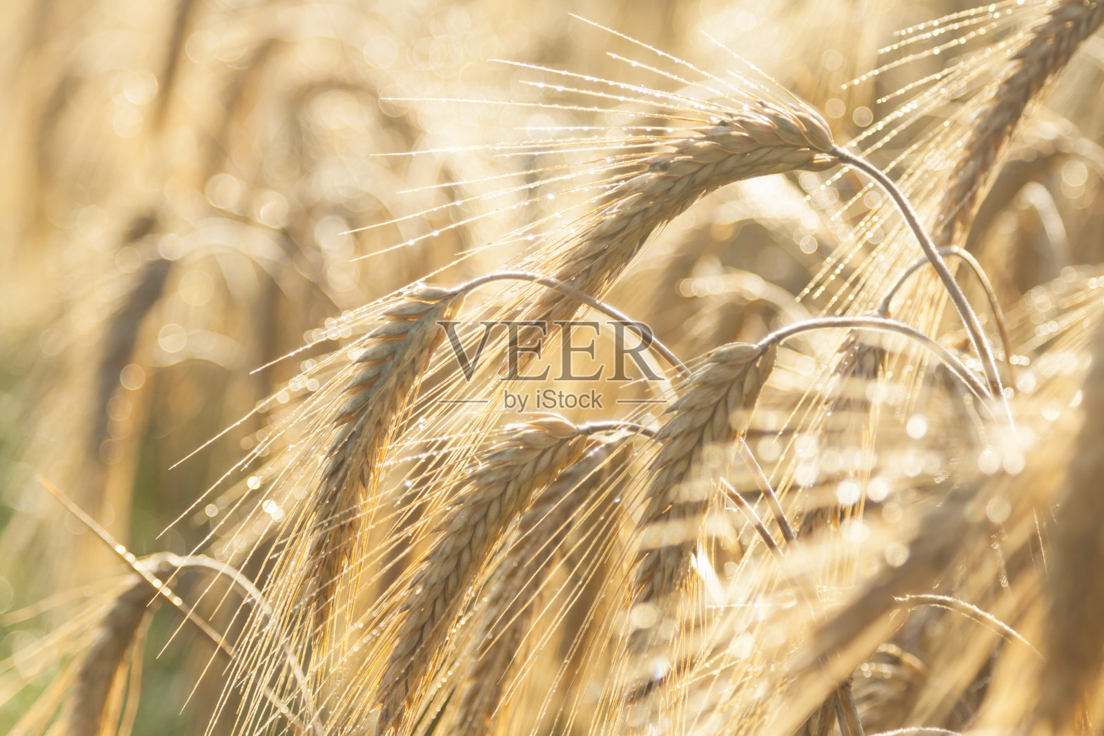 阳光大麦的耳朵照片摄影图片