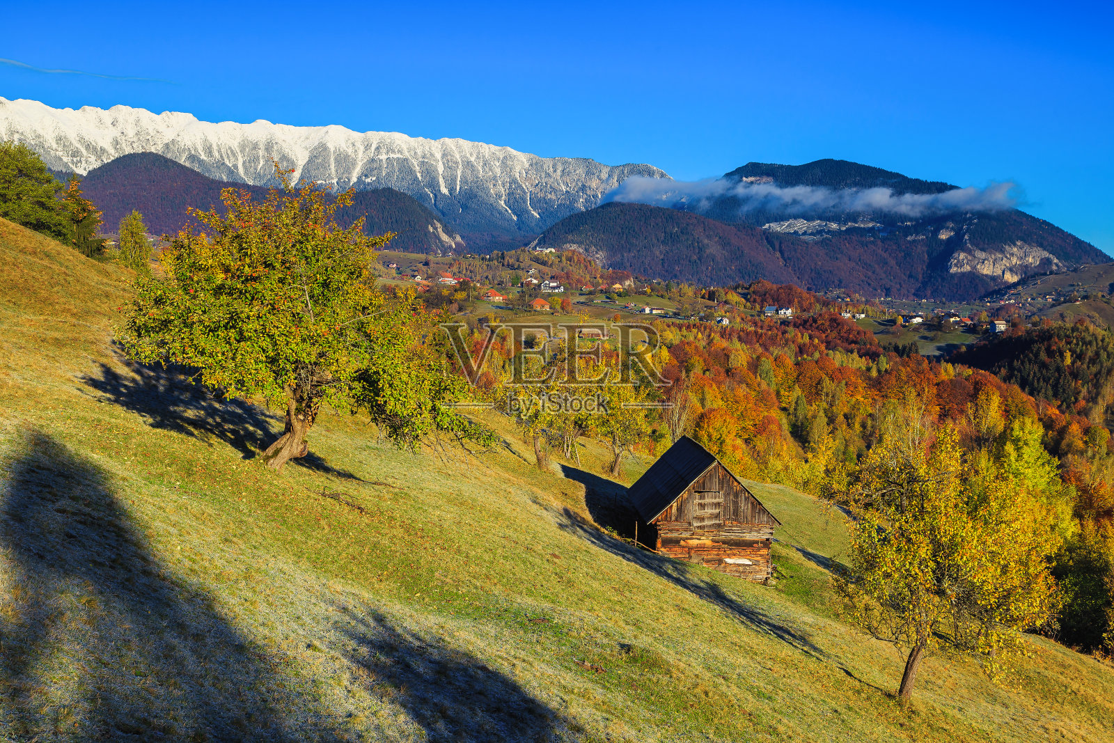 秋天的风景与多彩的落叶树木和雪山，罗马尼亚照片摄影图片