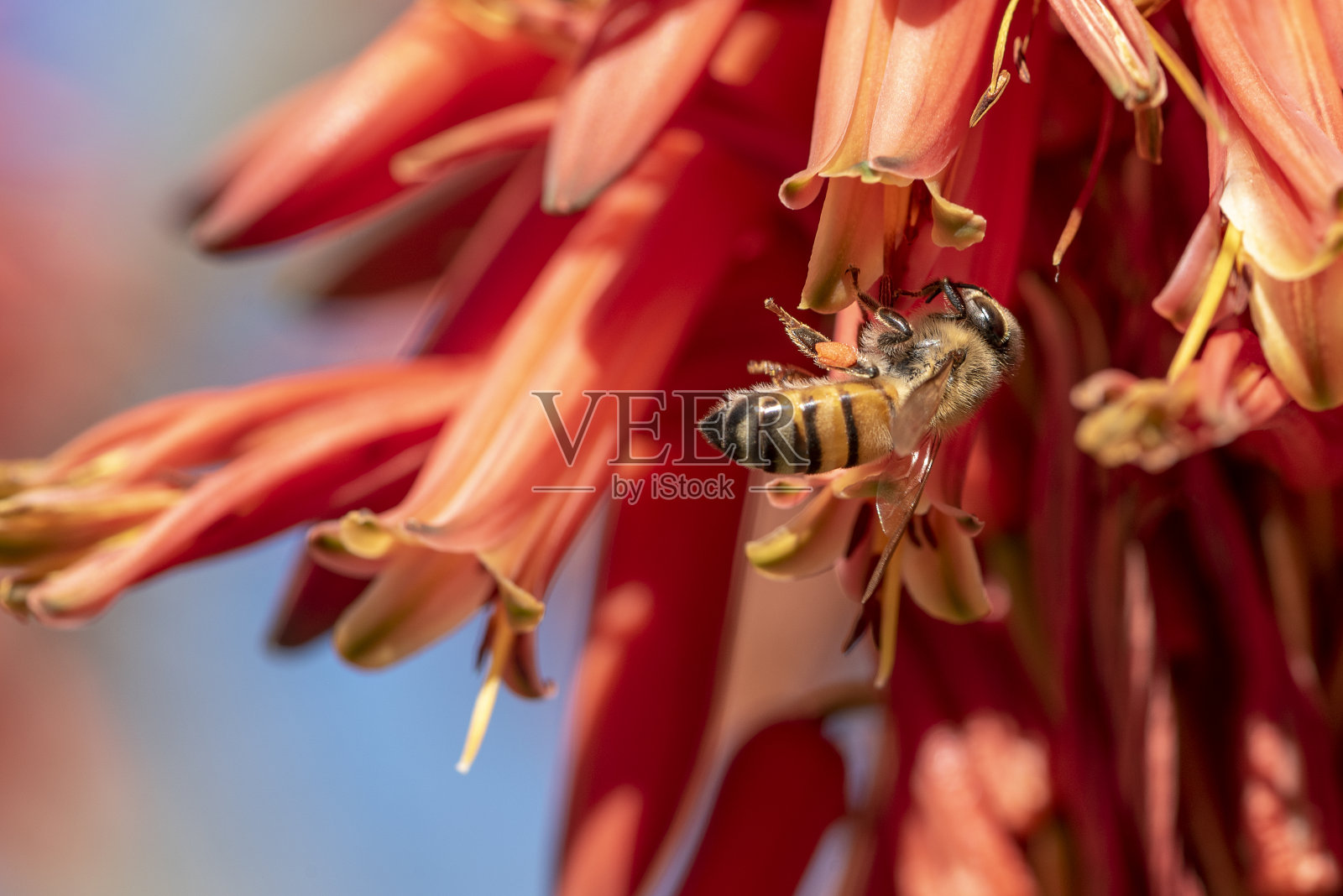 巴巴多斯芦荟花盛开与蜜蜂吮吸花蜜和授粉照片摄影图片