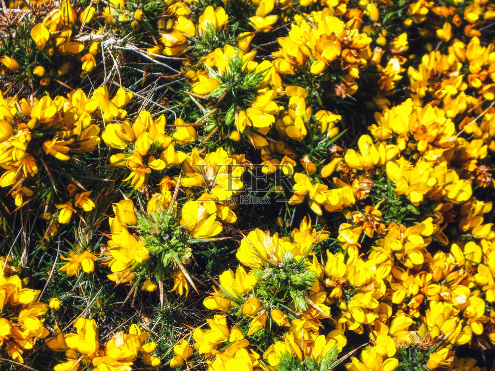 普通犬舌草的花朵，照片摄影图片