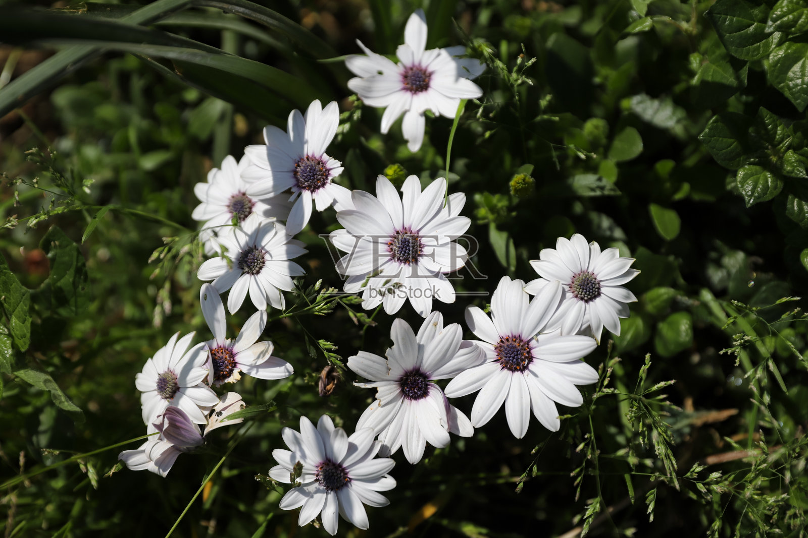 花园中的紫眼非洲雏菊照片摄影图片